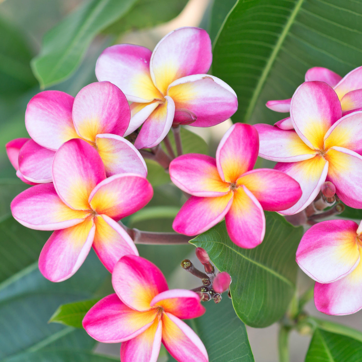 Plumeria Plant Select Pink Rainbows Fragrant Potted Plant Easy To Grow Bulbs