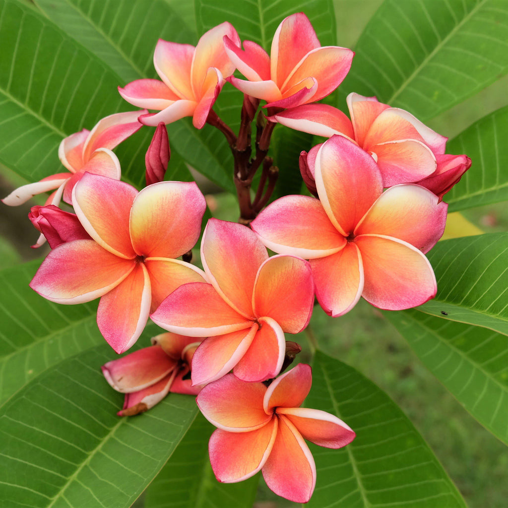 Exotic Rooted Plumeria Plants For Sale Online | Frangipani – Easy To ...