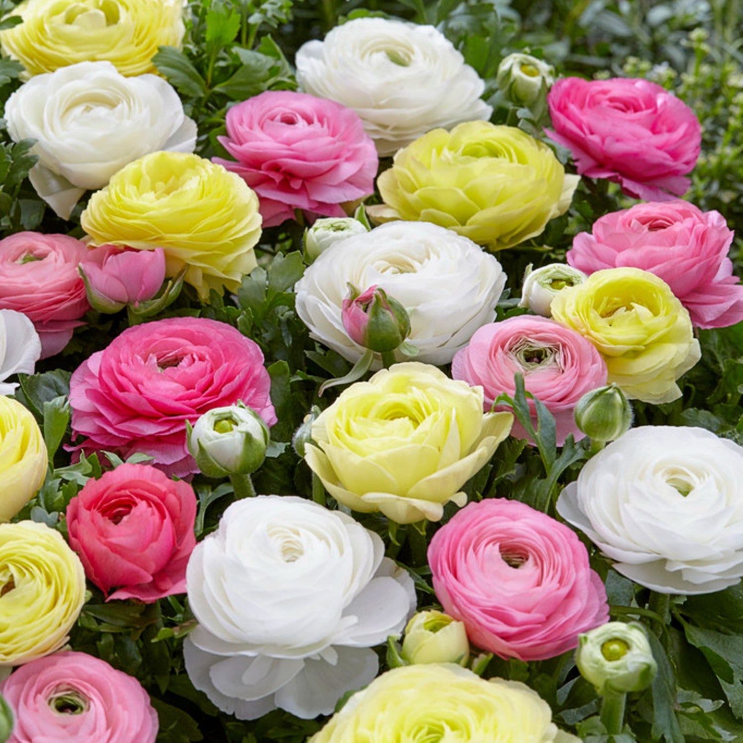 Tecolote Ranunculus Pastel Mix Bulbs For Sale Online Easy To Grow Bulbs