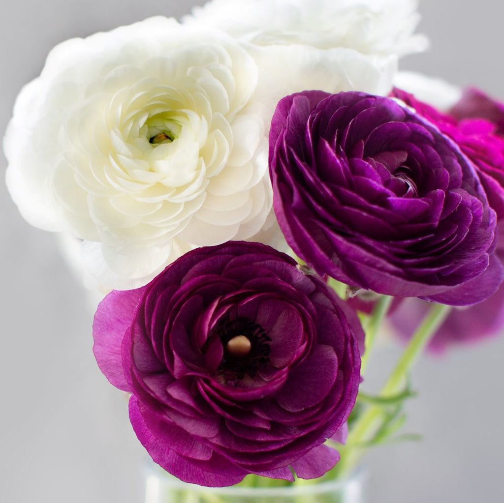 Lovely Tecolote Ranunculus Bulbs for Sale | Royalty Collection – Easy To  Grow Bulbs