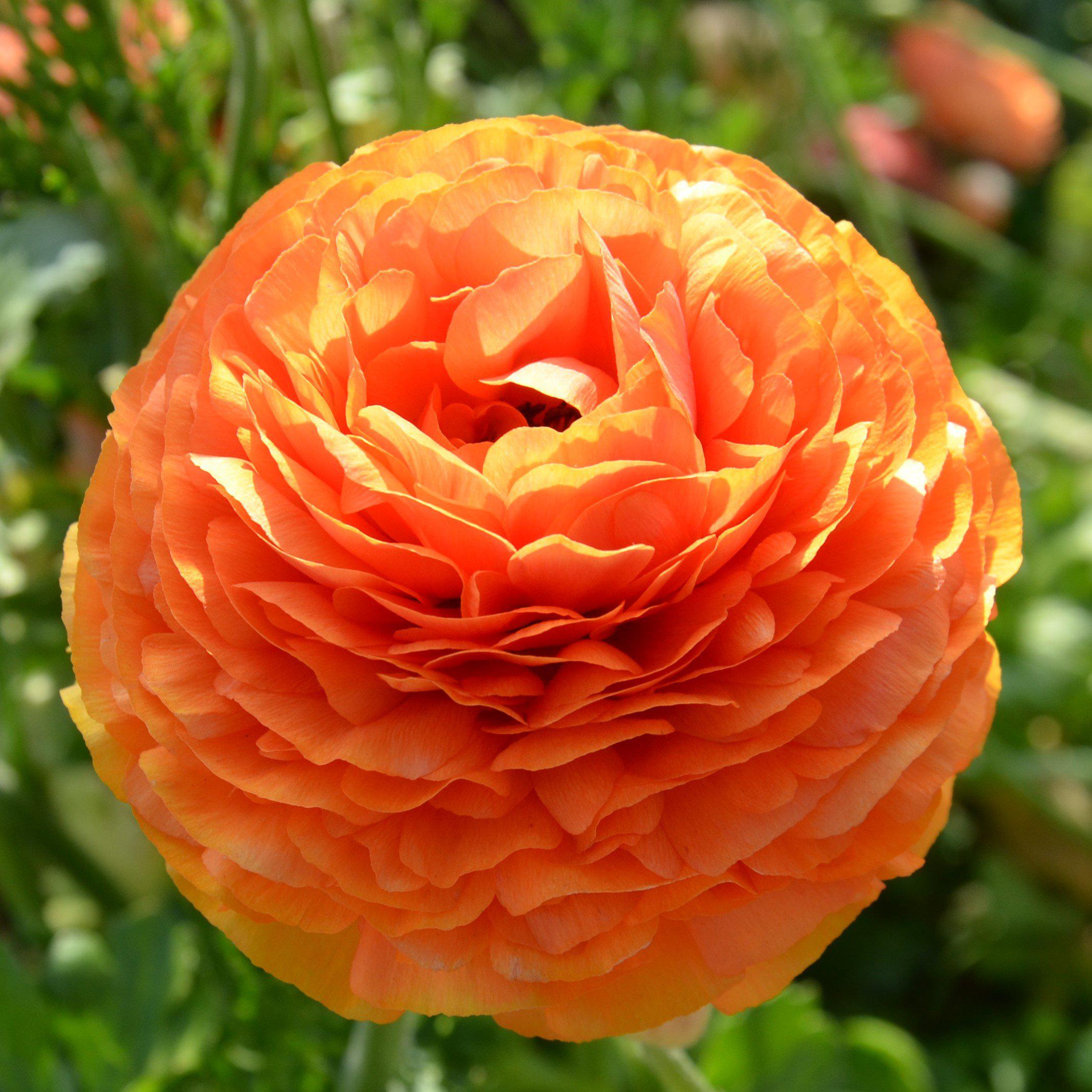 Sunset Ranunculus Bulbs for Sale Easy To Grow Bulbs