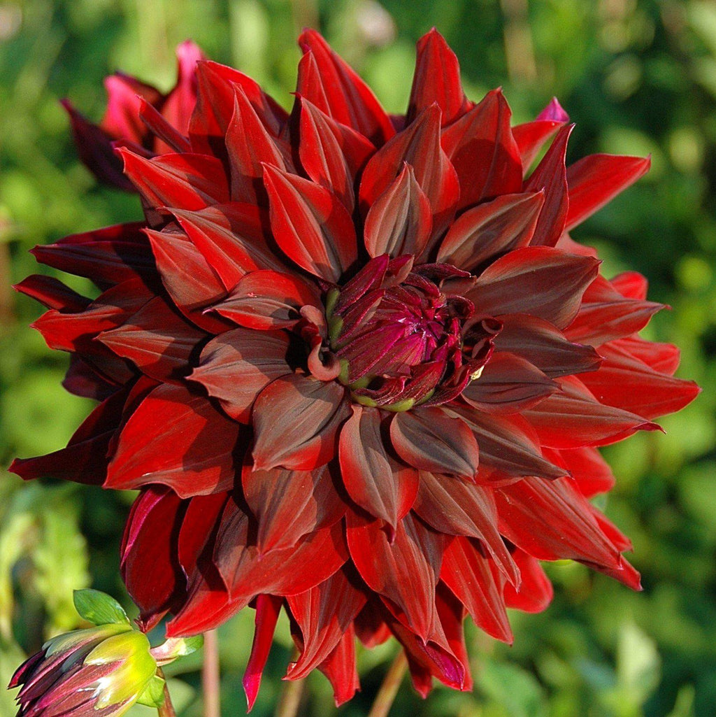 Dahlia Bulbs For Sale Easy To Grow Bulbs