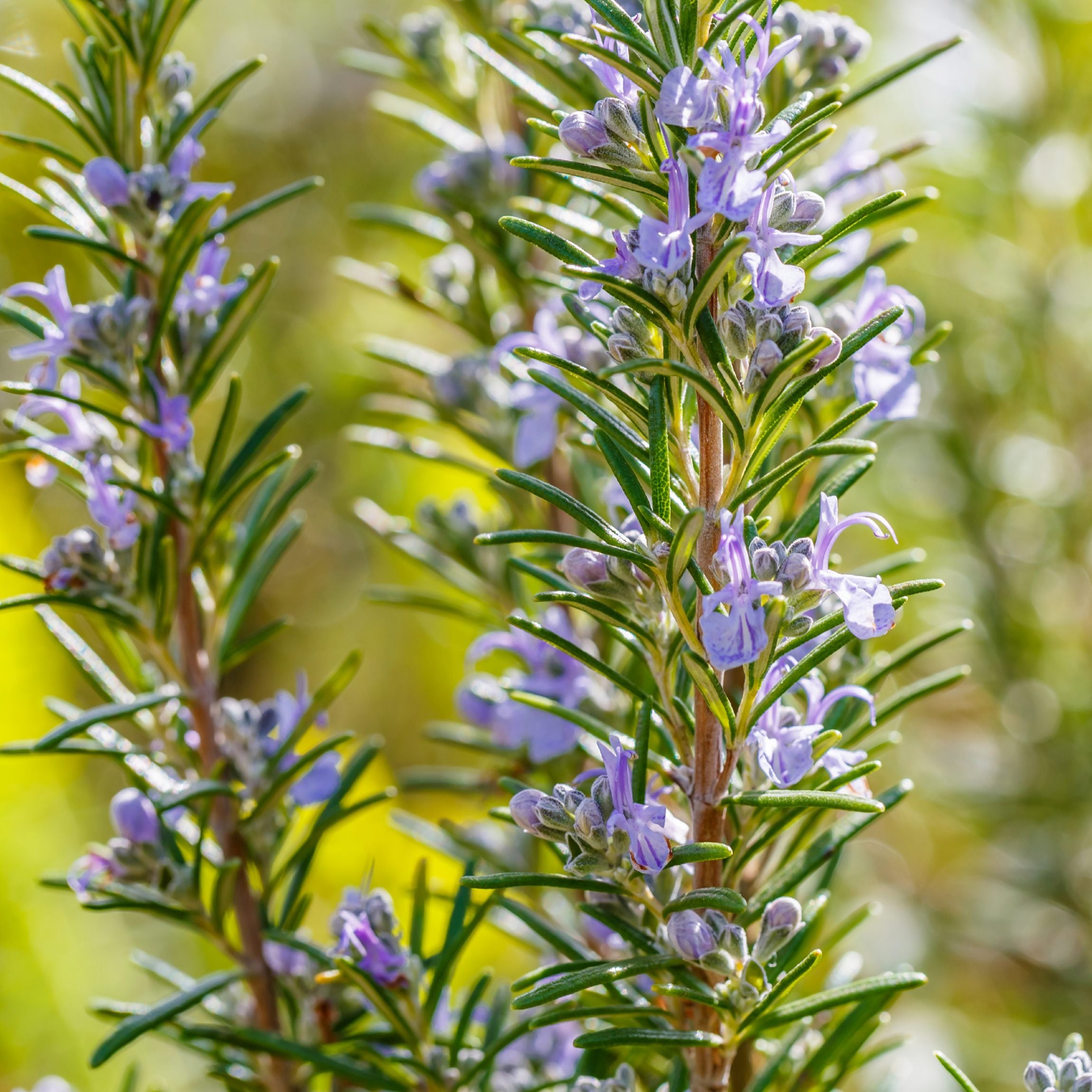 Rosemary plants for sale information