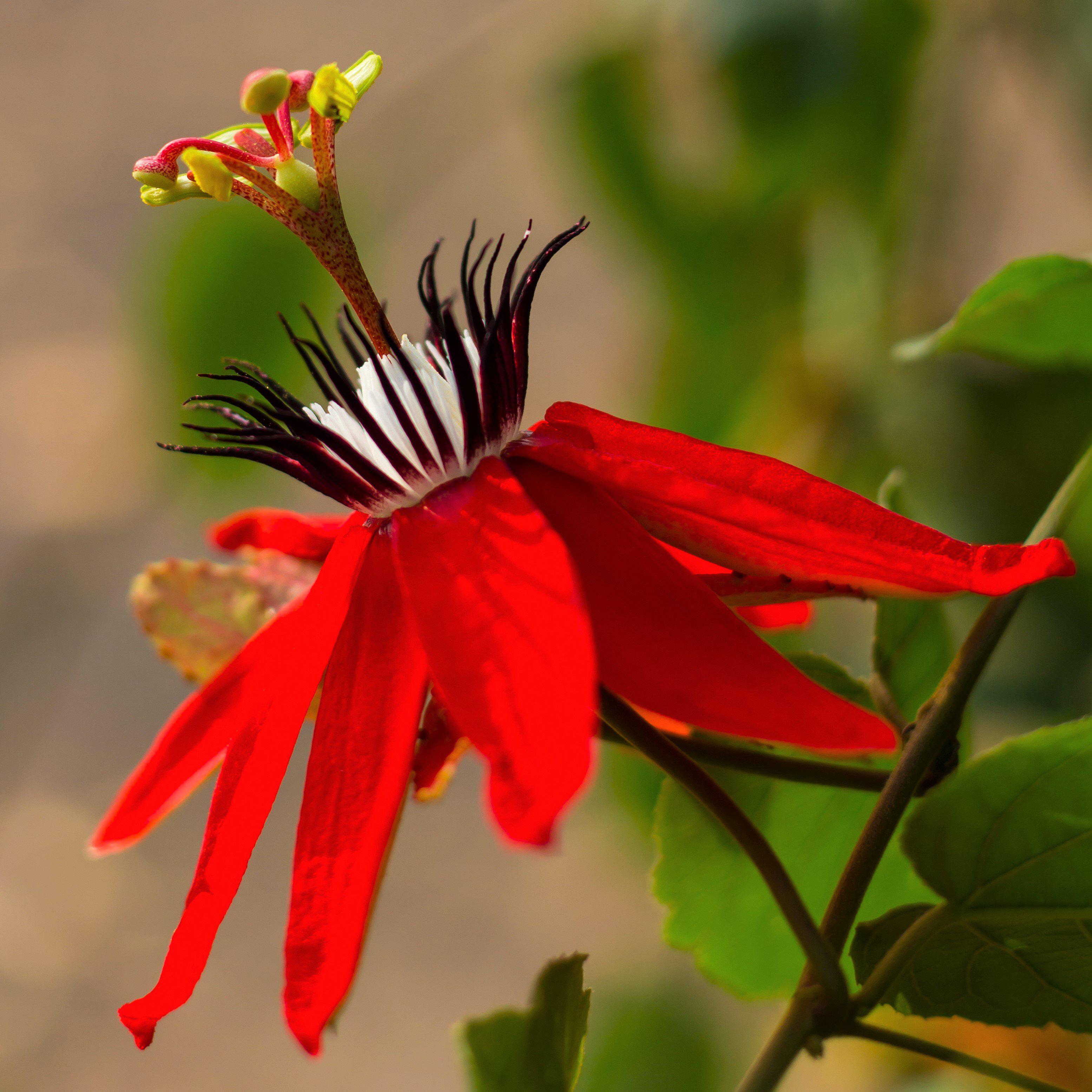 Passiflora Scarlet Flame Red Passion Flower Passion Vine Plant