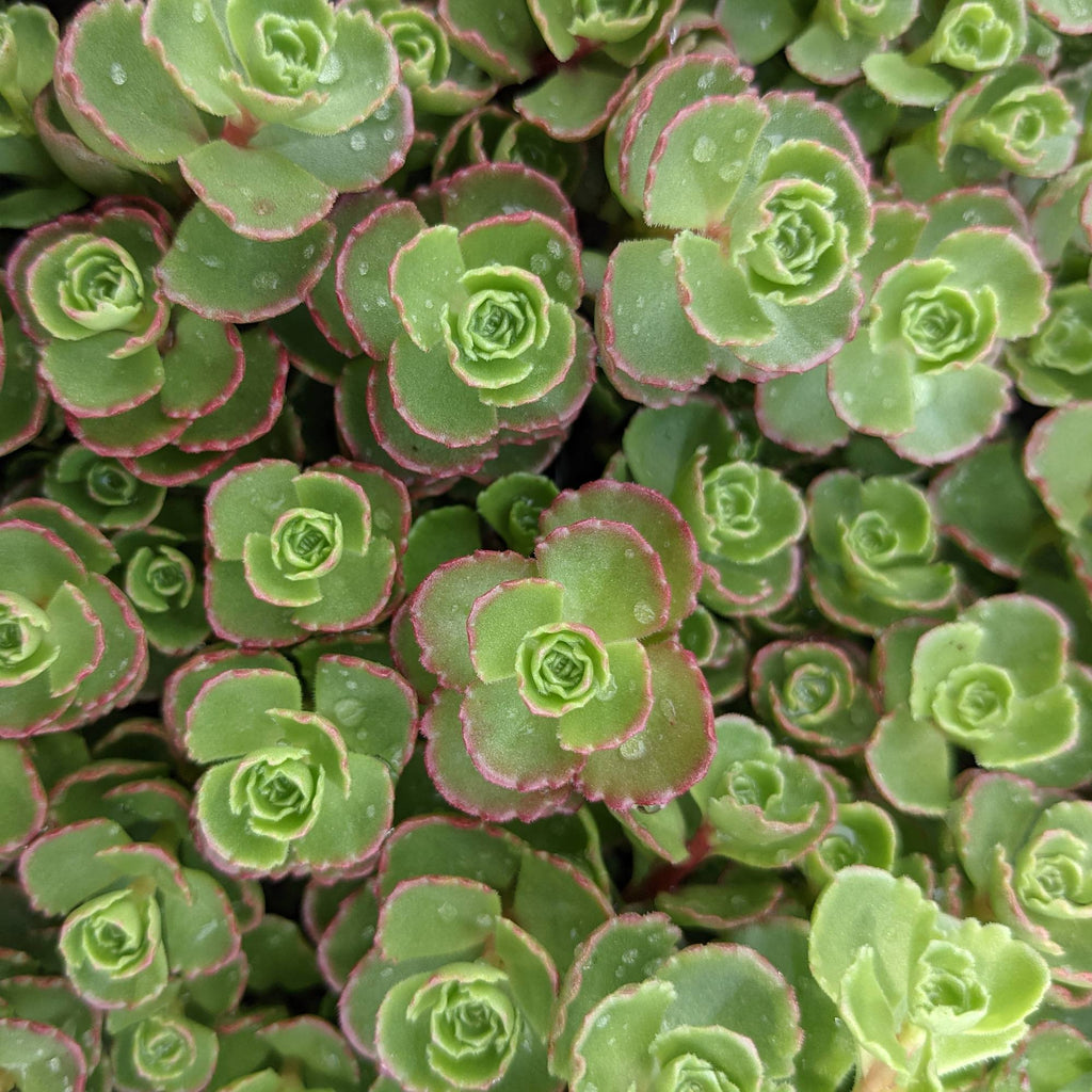 green sedum