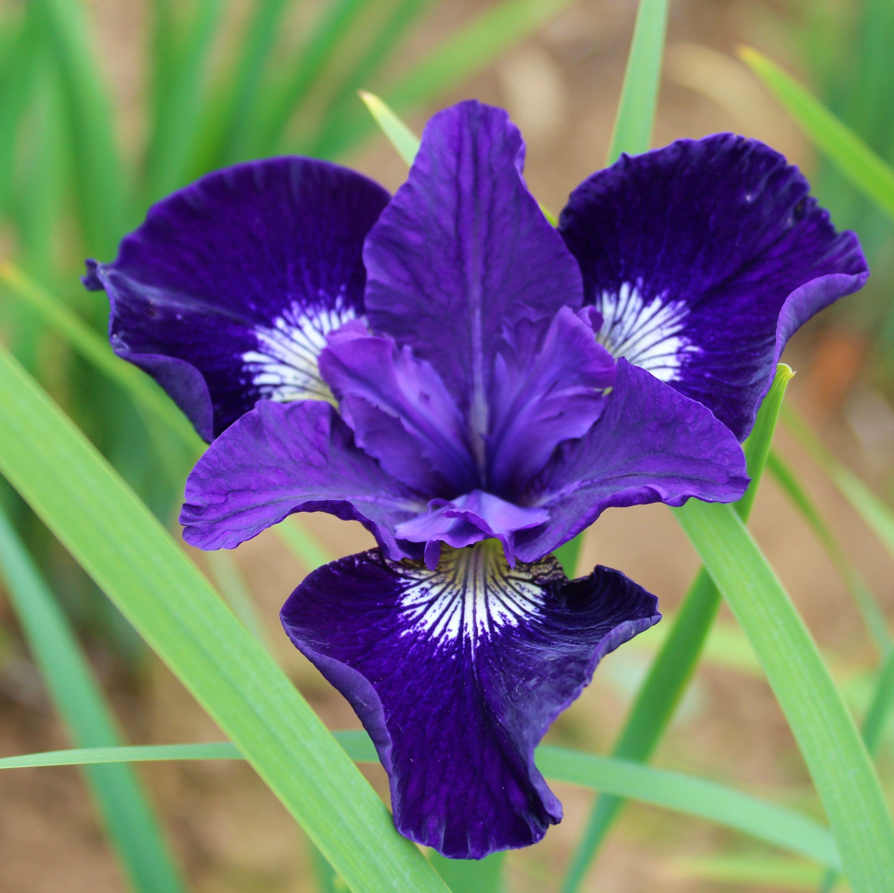 ஜ Iris Siberiano la maravillosa flor azul | Flores Exóticas