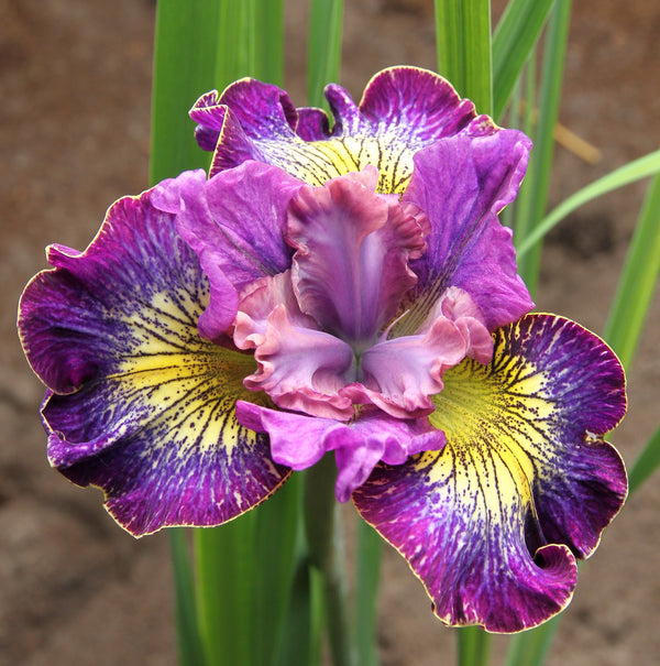 Siberian Iris Planting Guide from Easy to Grow – Easy To Grow Bulbs