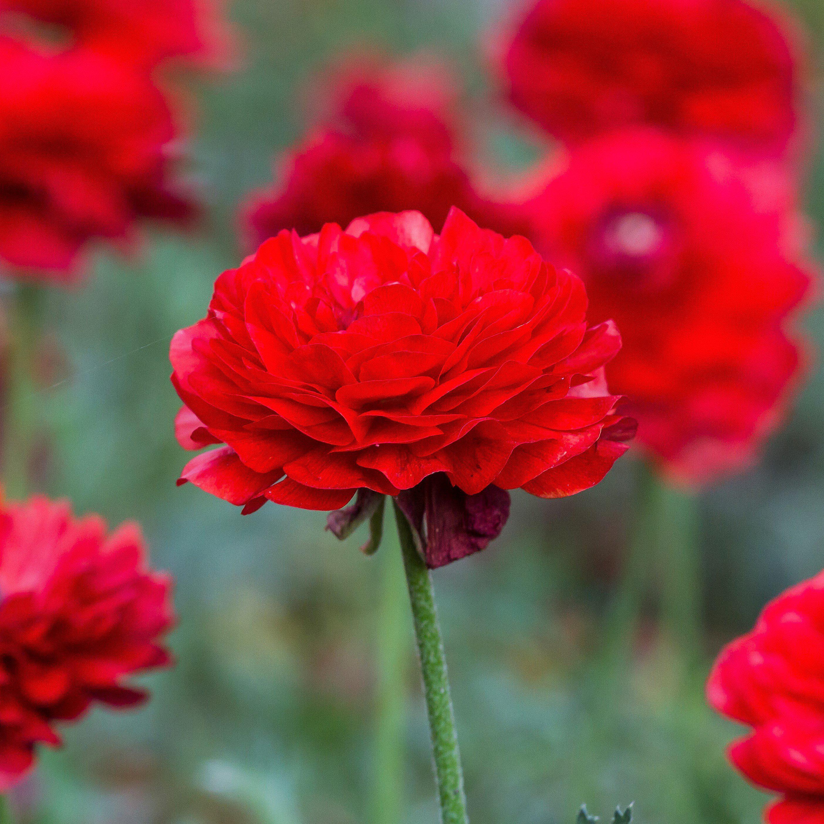 red buttercup weed flower