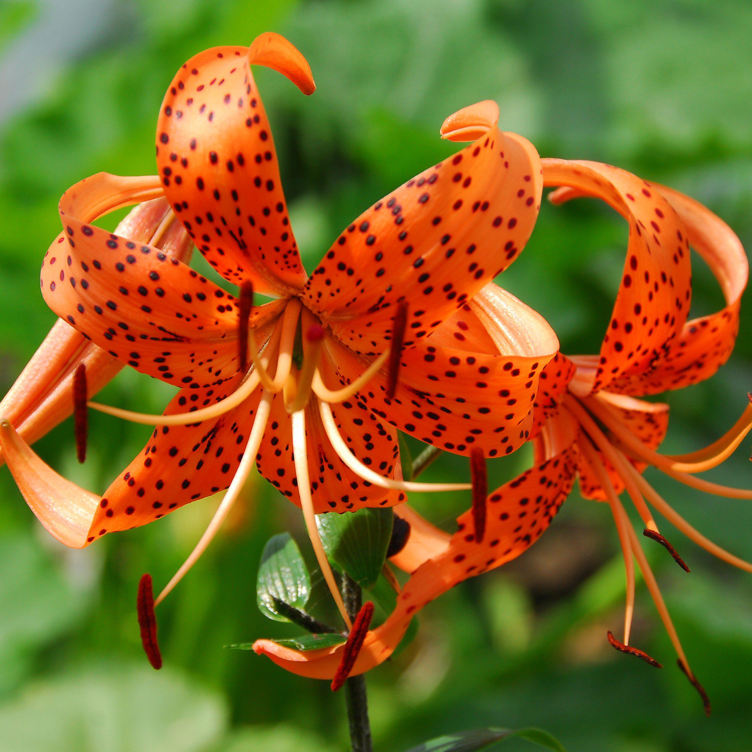 Lily Wild About Tiger Lily Mix Easy To Grow Bulbs 