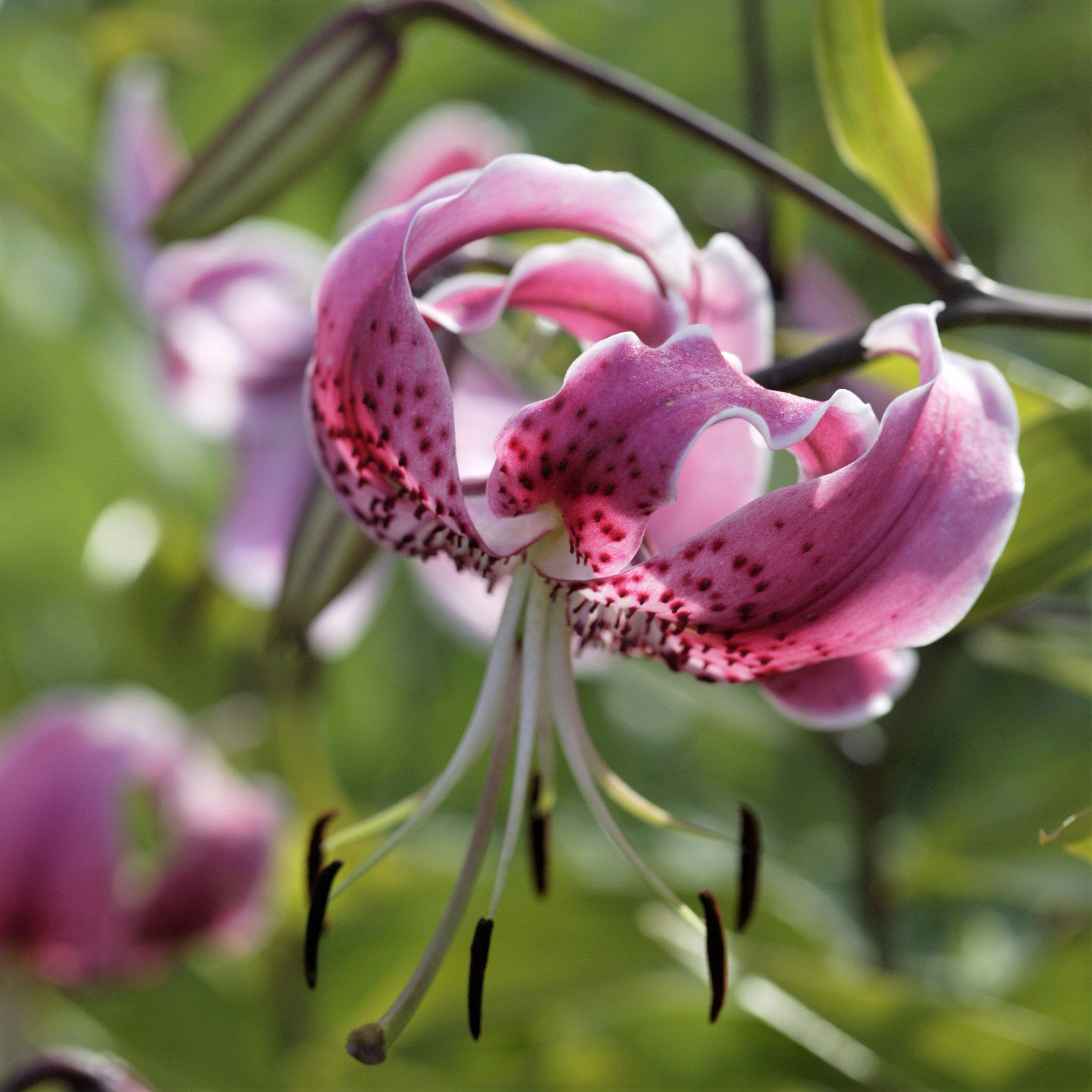 Tiger Lily Speciosum Uchida Lilium Speciosum Uchida Wild Lily