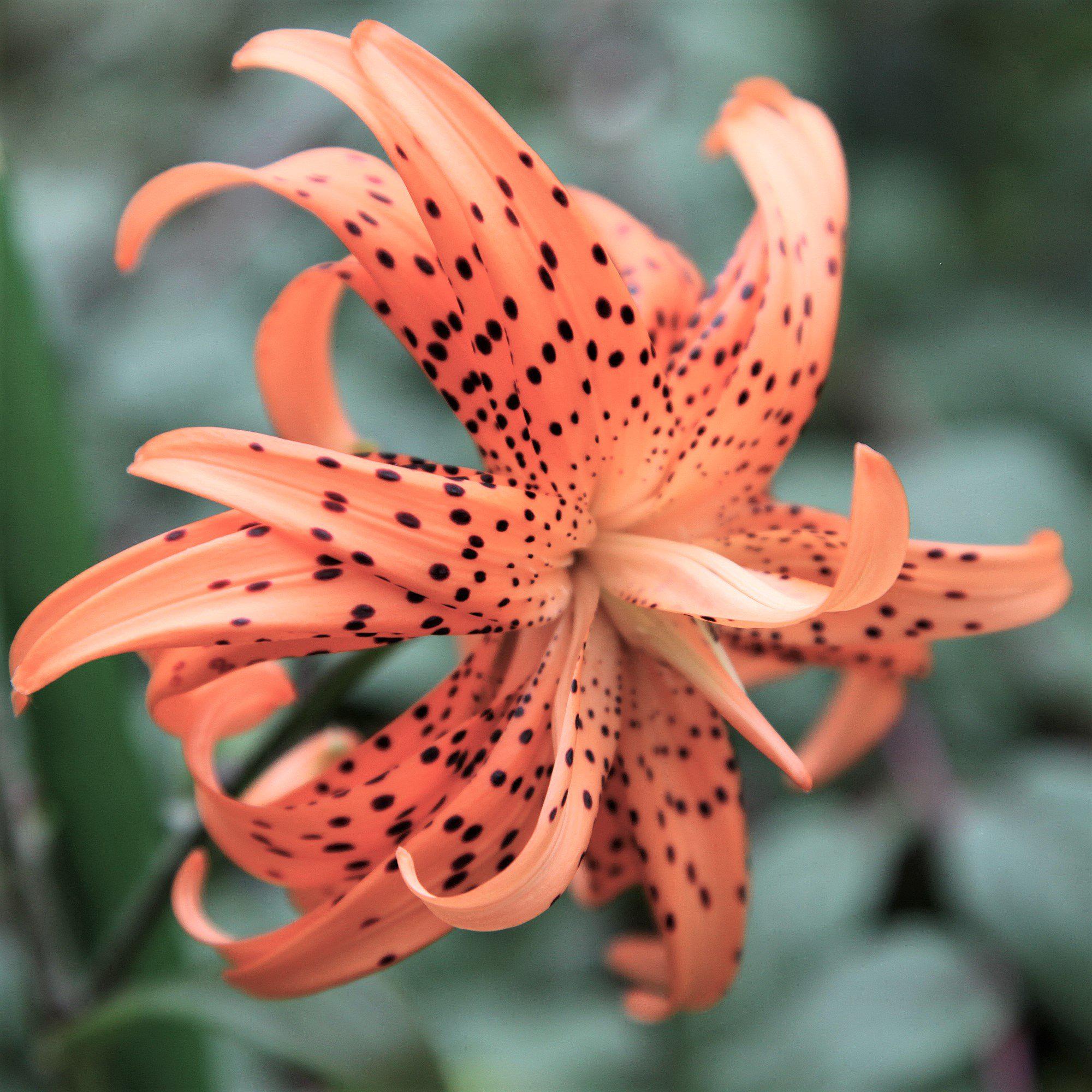 Orange Tiger Lily Bulbs For Sale Online Tigrinum Splendens Easy To