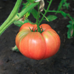 brandywine tomato plant