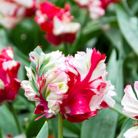 Tulips Planting Guide – Easy to Grow Bulbs – Easy To Grow Bulbs