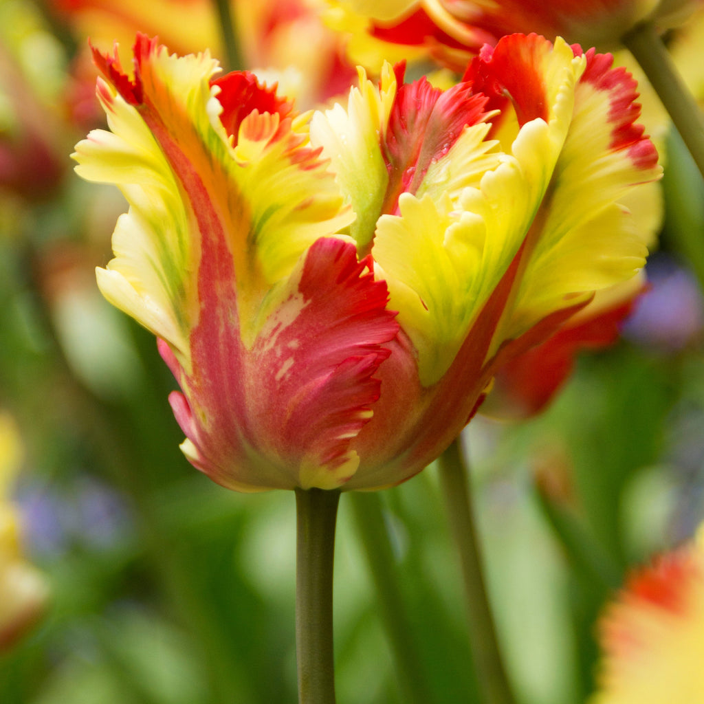 Buy Tulip Bulbs for Sale Online – Easy To Grow Bulbs
