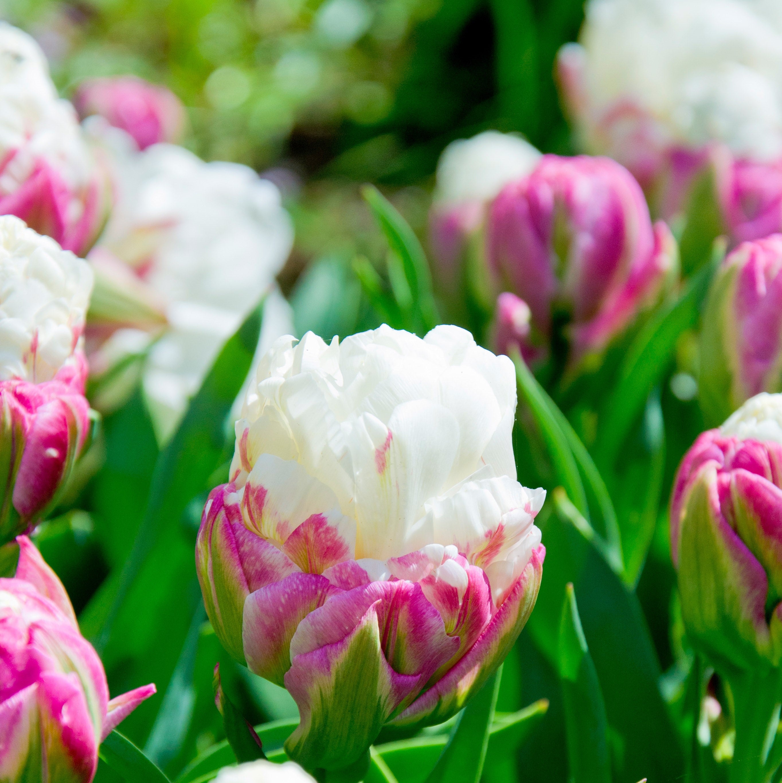 Lovely Multi-Colored Tulip Bulbs for Sale Online | Ice Cream – Easy To Grow  Bulbs