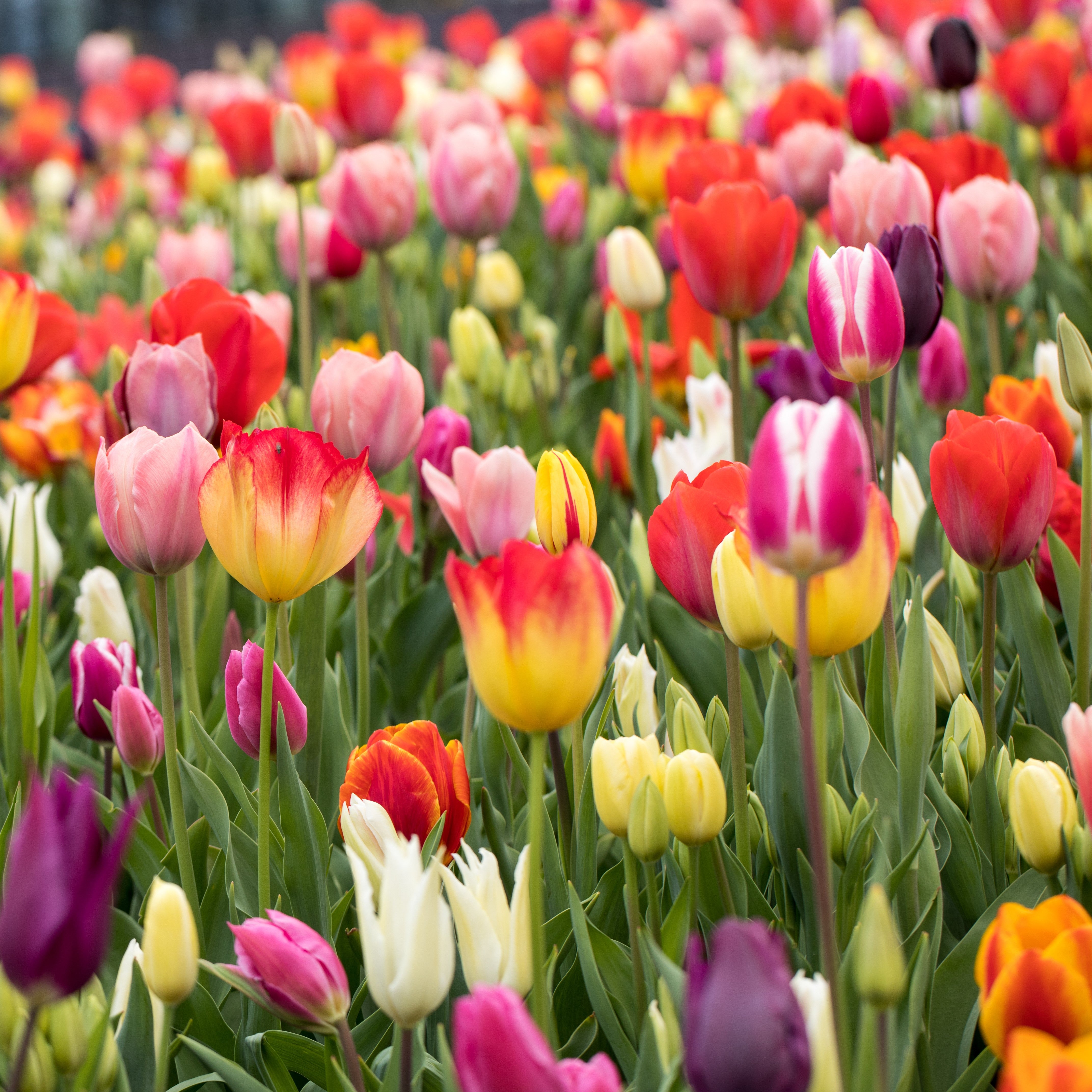 Tulip Rainbow Mix 25 – Easy To Grow Bulbs