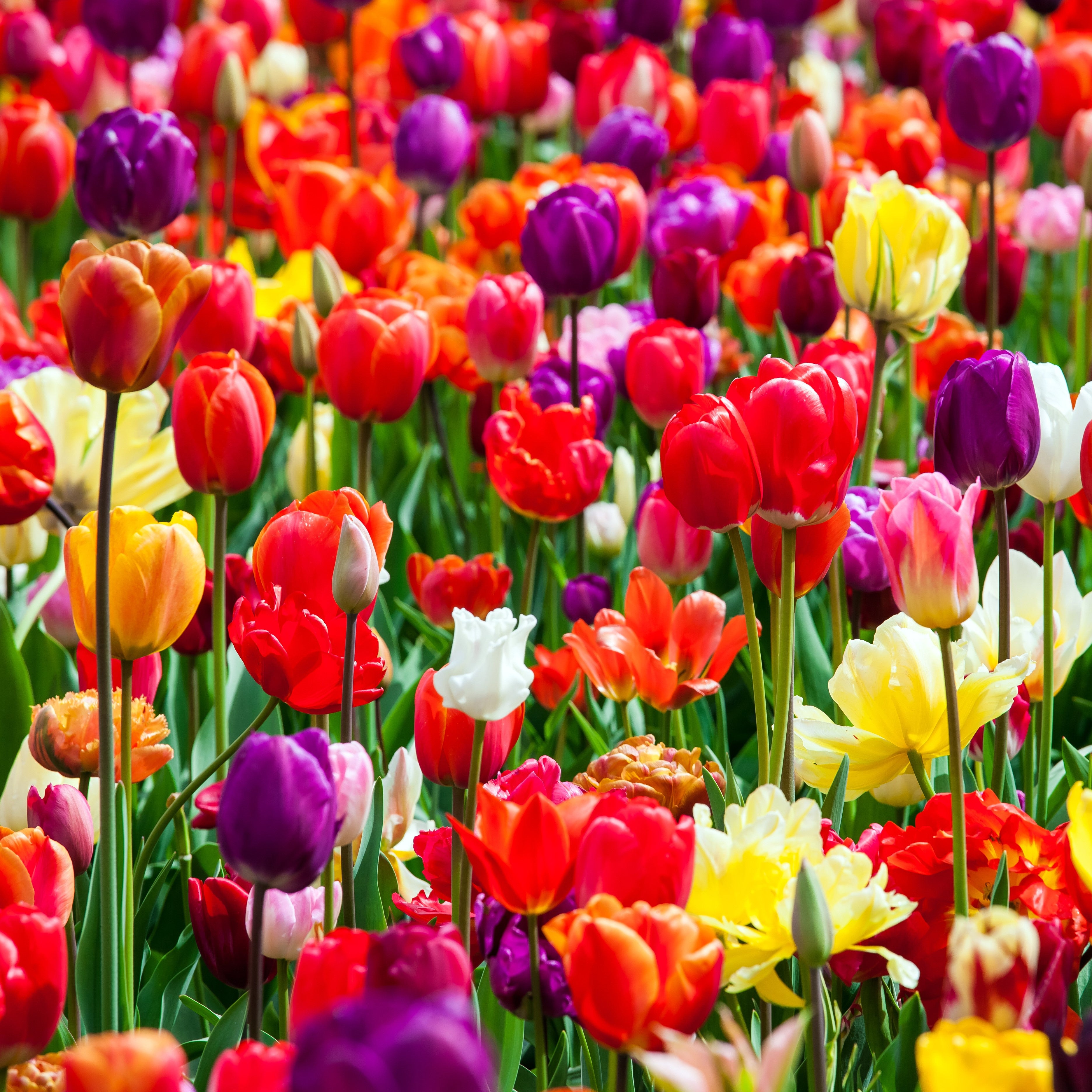 100 Multi-Colored Tulip Bulbs for Sale Online | Rainbow Mix – Easy To ...