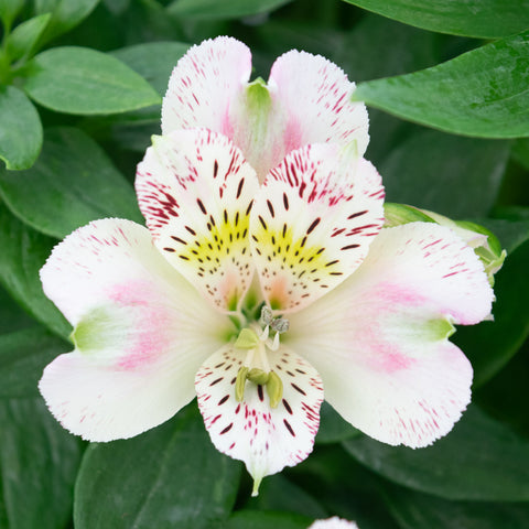 Lily of the Valley - Double White