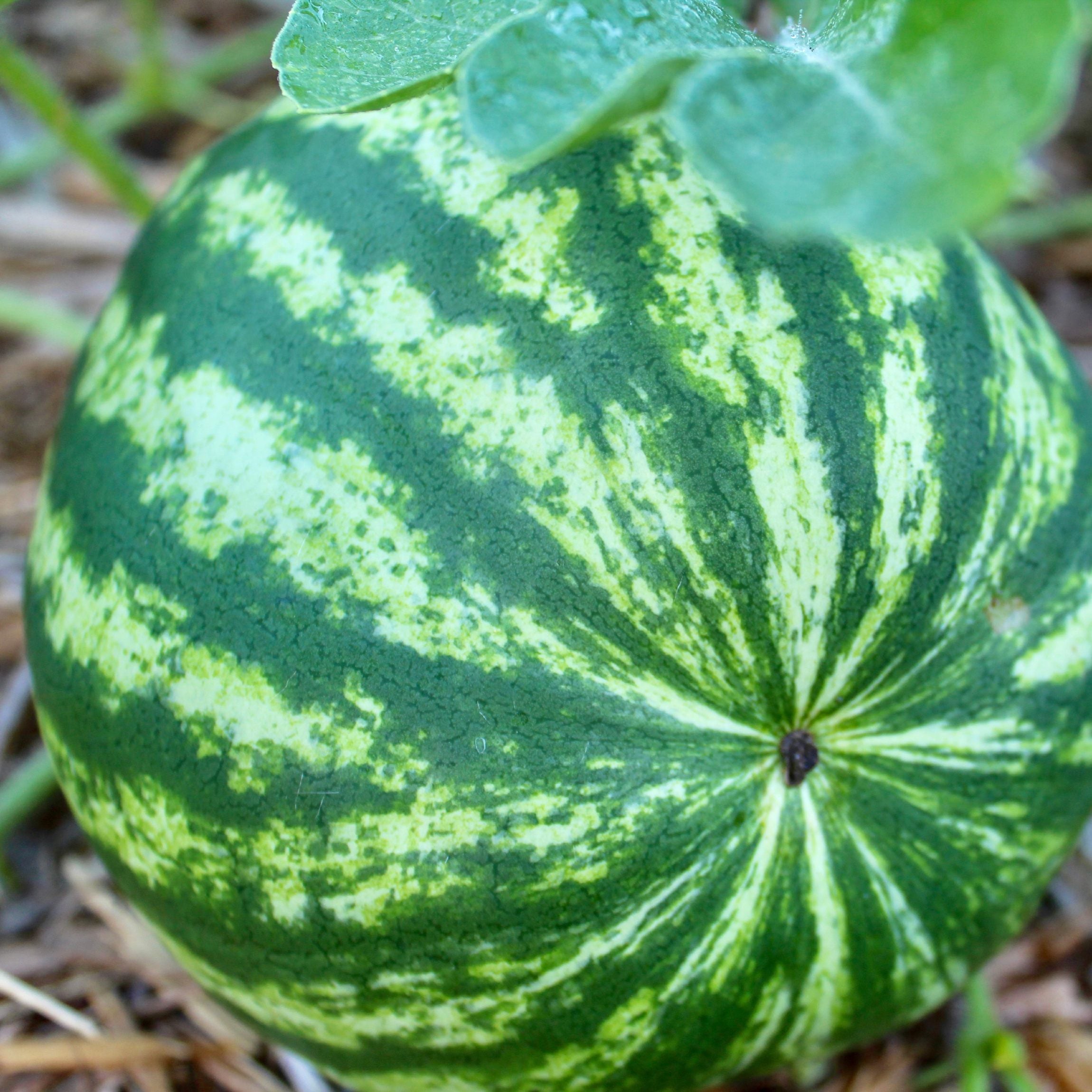 List 98+ Wallpaper Picture Of A Watermelon Plant Latest