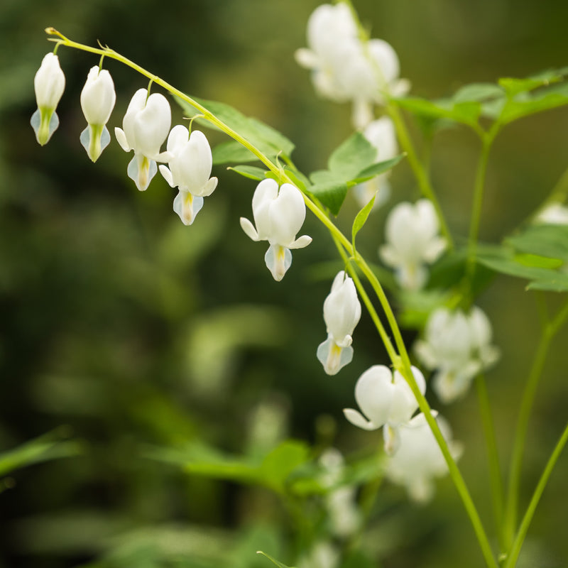 wild bleeding heart for sale