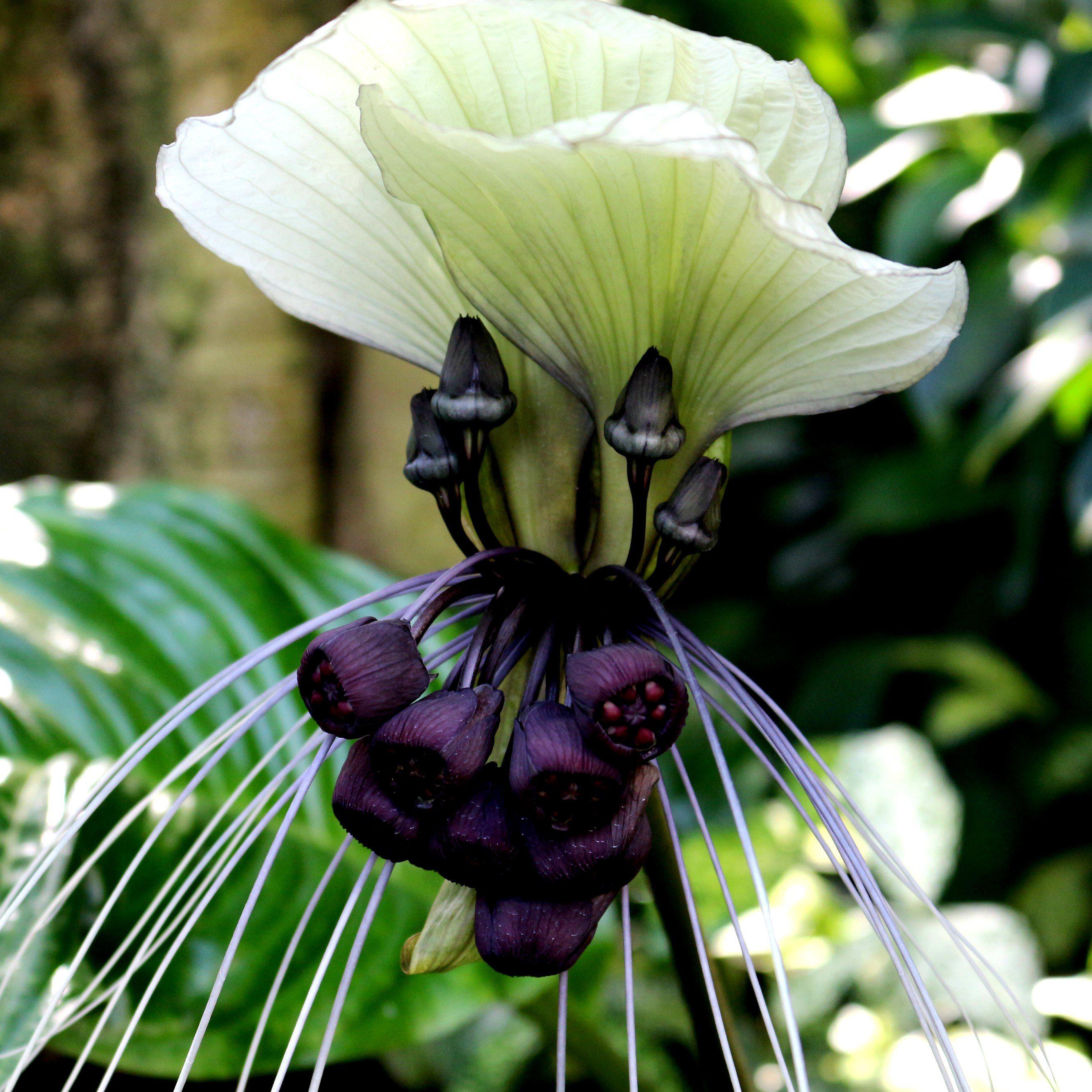 Tacca | Bat Flower | Bat Plant | Tacca Integrifolia | White Bat Flower ...