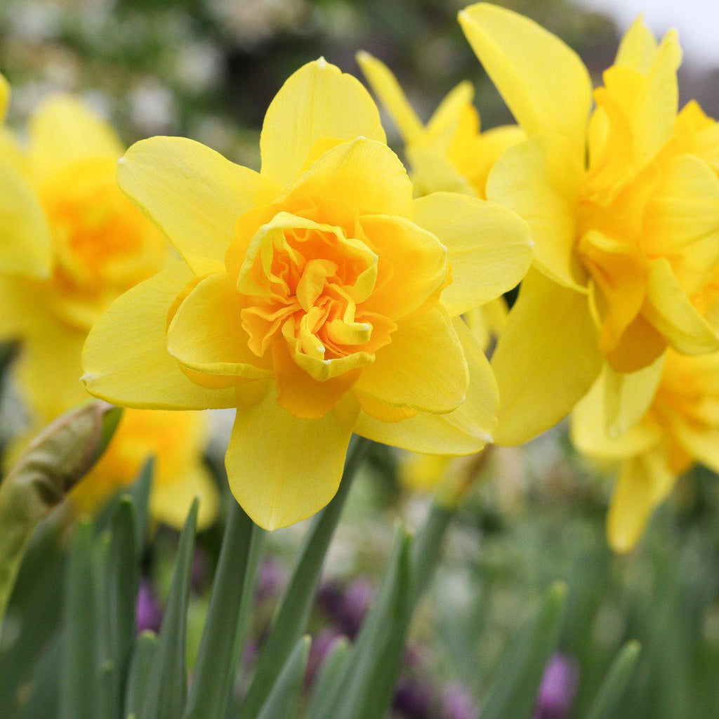 Fragrant Narcissus Bulbs For Sale Online Yellow Cheerfulness Easy To Grow Bulbs