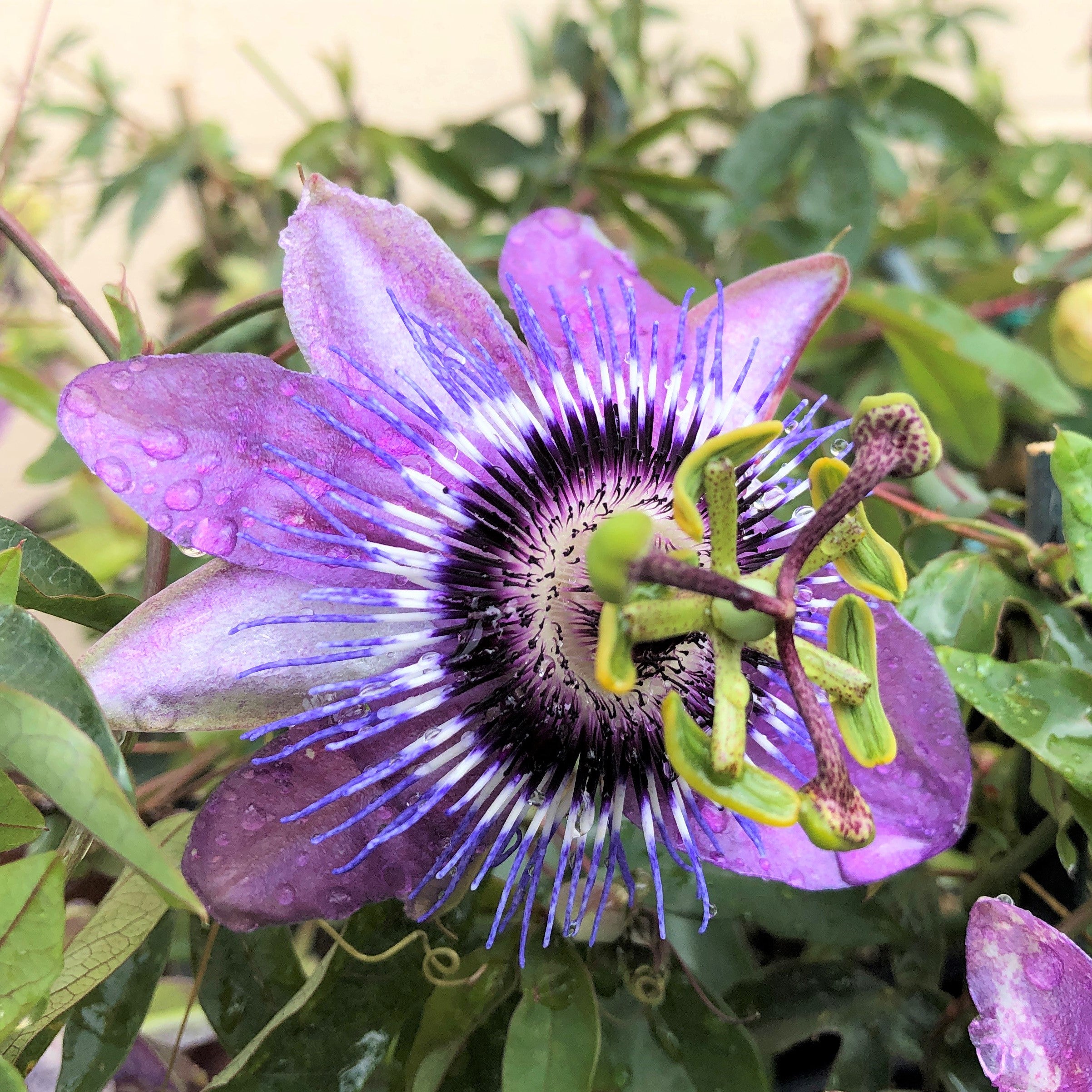 Purple Passion Flower Plant For Sale | Betty Myles Young – Easy To Grow ...