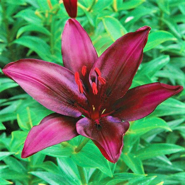 Asiatic Lily Dark Secret – Easy To Grow Bulbs