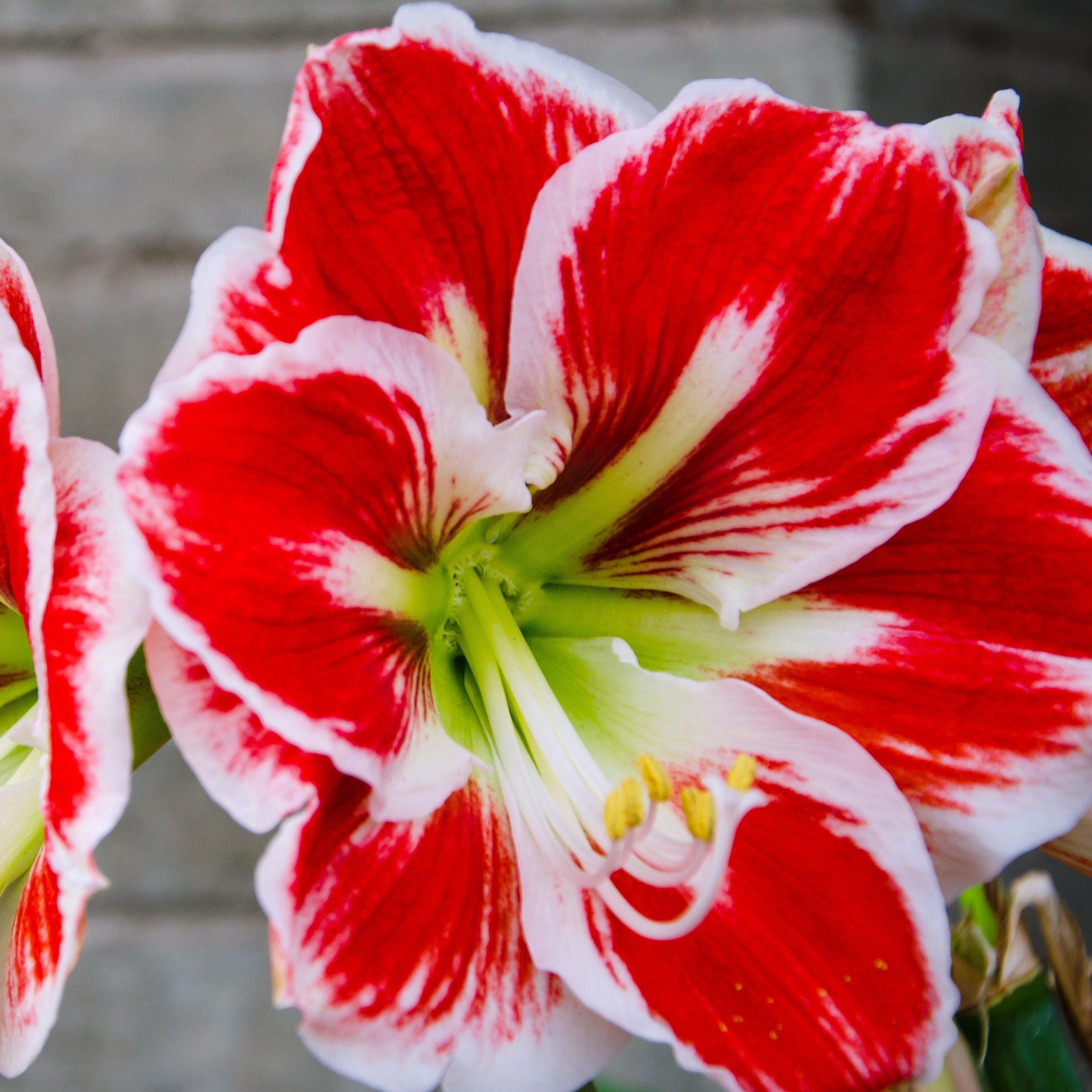 Red Big Bloom Amaryllis Bulbs For Sale | Amaryllis Samba ...