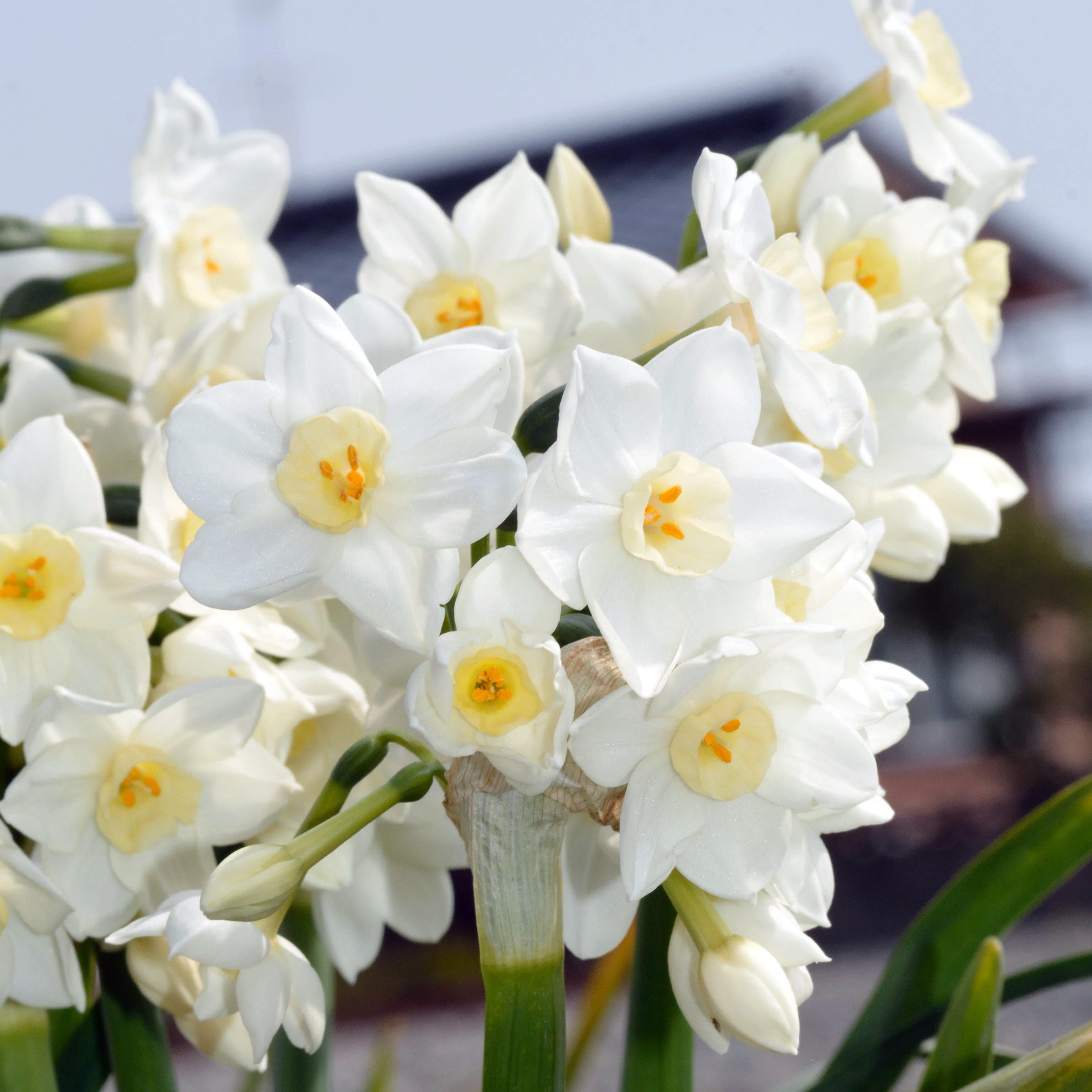 17+cm Narcissus Inbal (Israeli Paperwhites) Bulbs For Sale – Easy To Grow  Bulbs