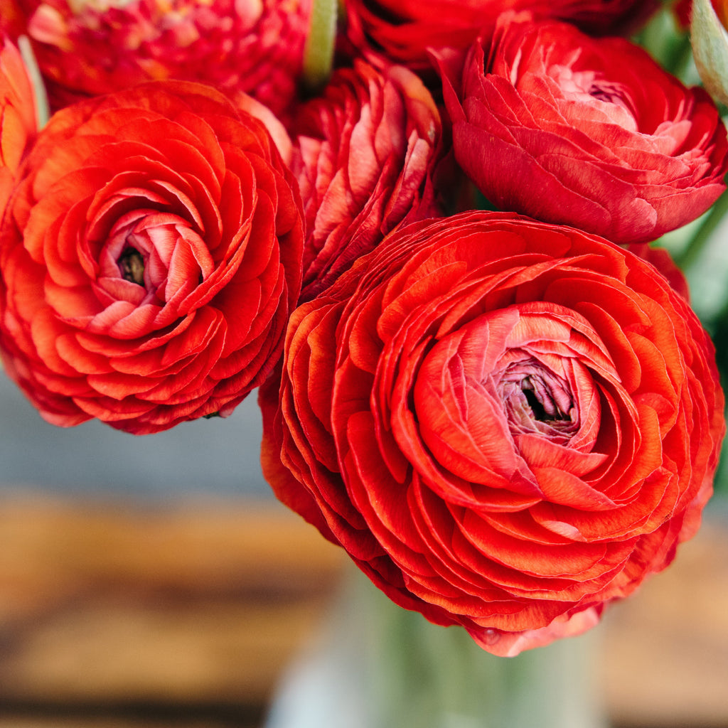 Tecolote Ranunculus Red Bulbs For Sale Red Ranunculus Easy To Grow Bulbs