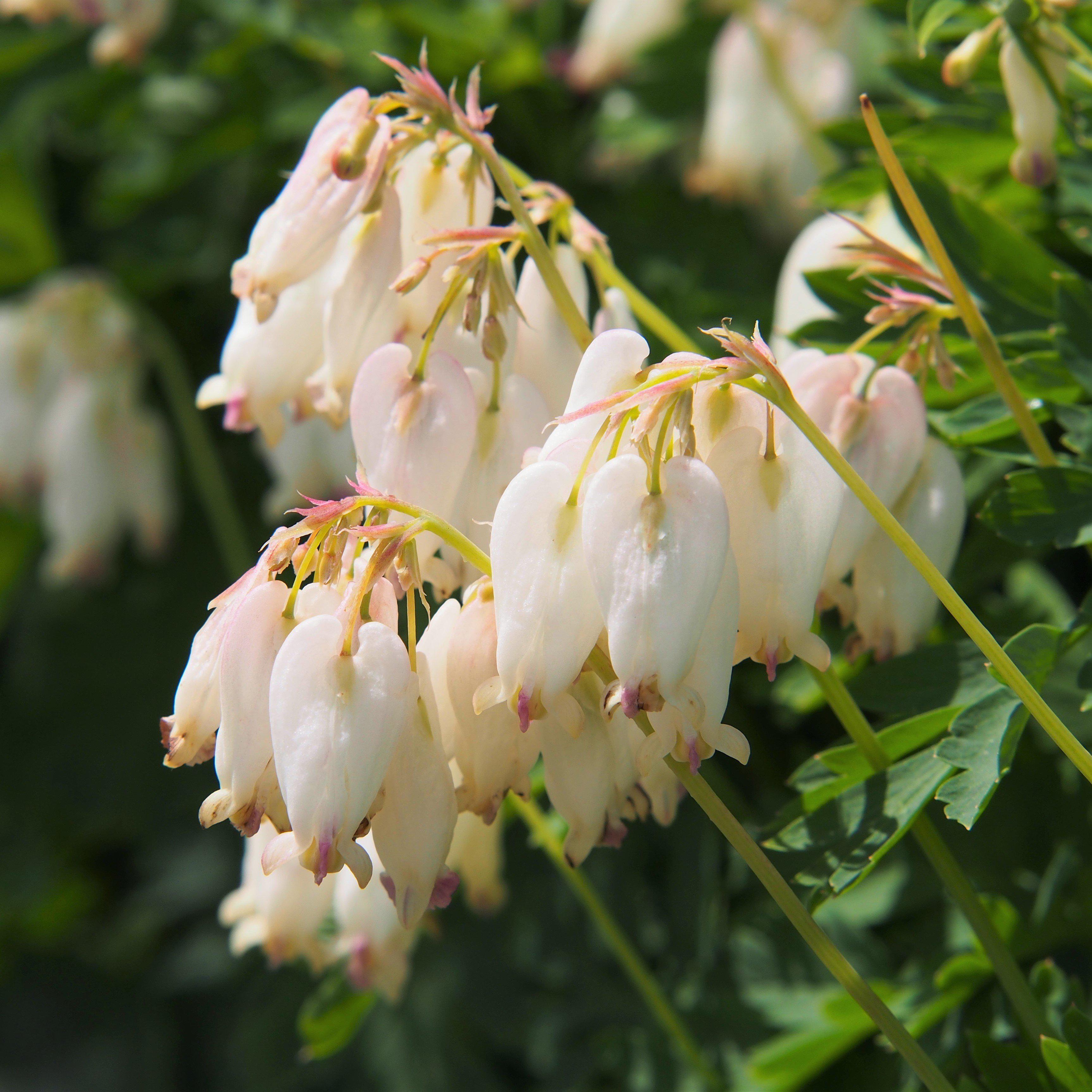 bleeding heart plant