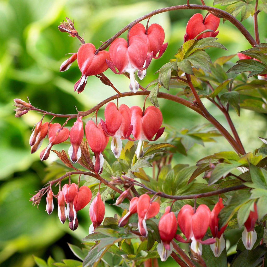 Red Bleeding Heart Plants For Sale  Dicentra Valentine
