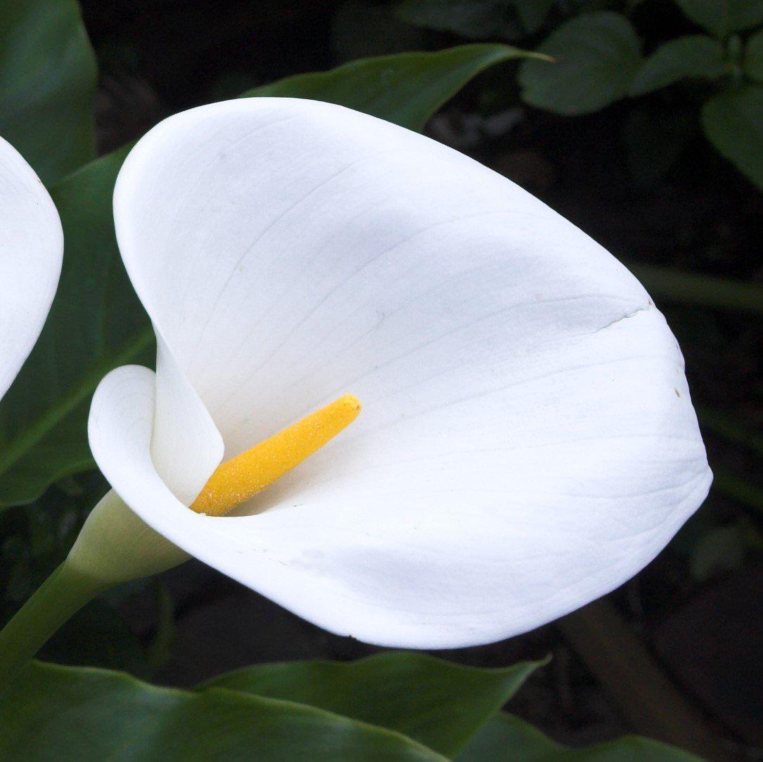 Calla Lily White Giant | Zantedeschia Aethiopica Bulbs | Giant White ...