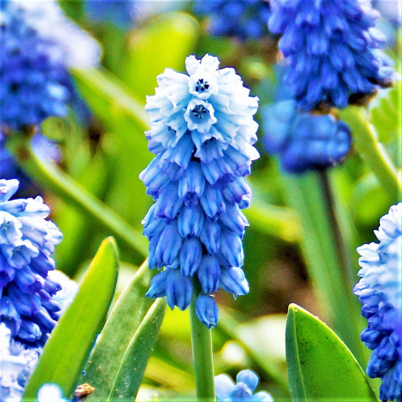 grape hyacinth