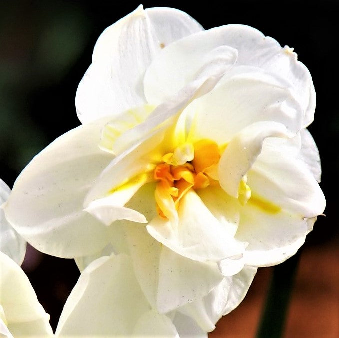 Lemon Yellow Centered Daffodil