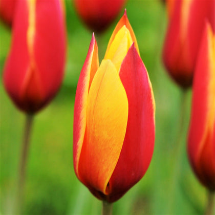 Bold Bicolor Tulip Bulbs for Sale Online | Clusiana Chrysantha – Easy ...
