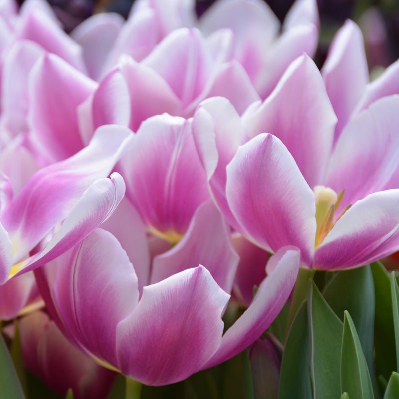 Tulip Dreaming Maid Easy To Grow Bulbs