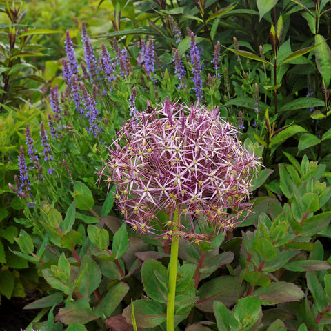 Purple Potatoes - Fad or Fabulous? – Easy To Grow Bulbs