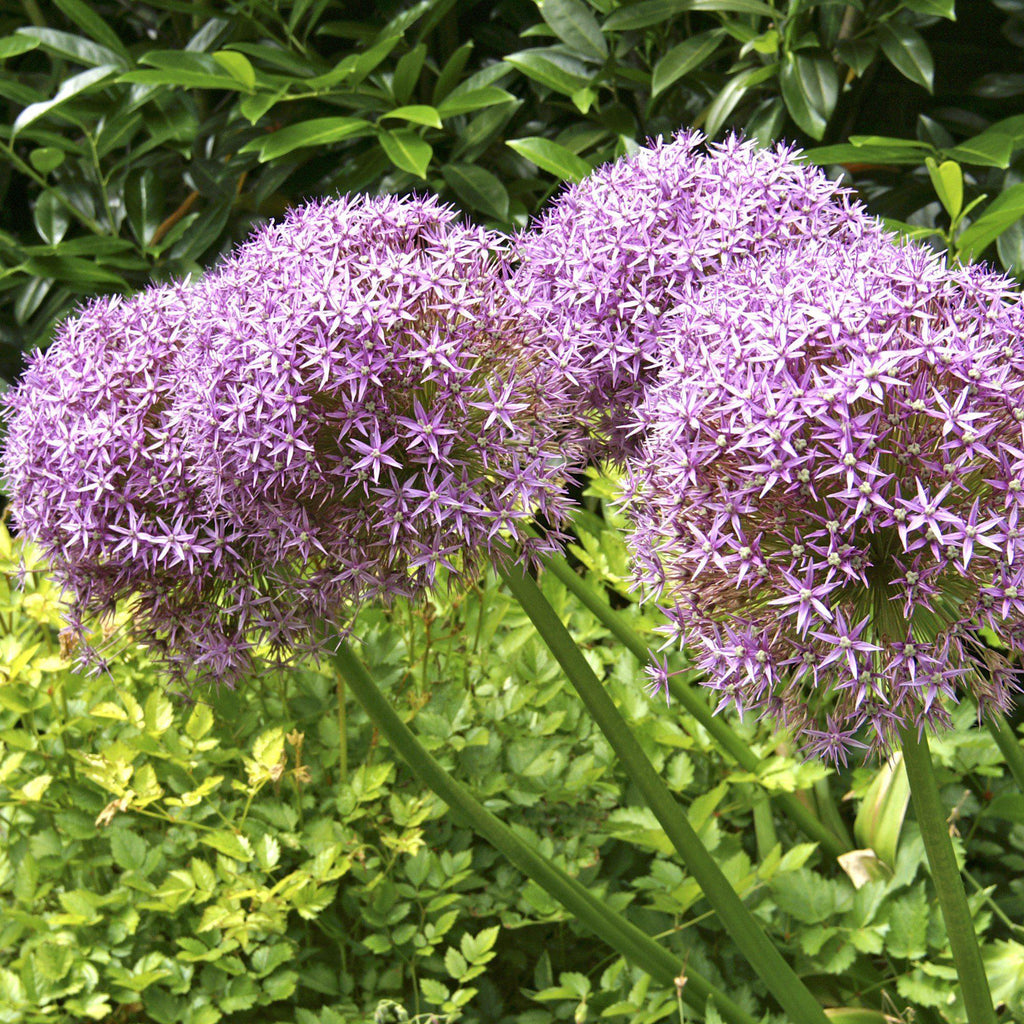 persian blue allium