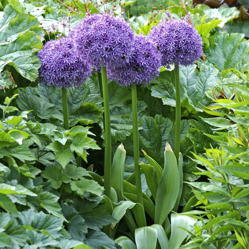 Allium Globemaster Bulbs Flowering Onion Easy To Grow