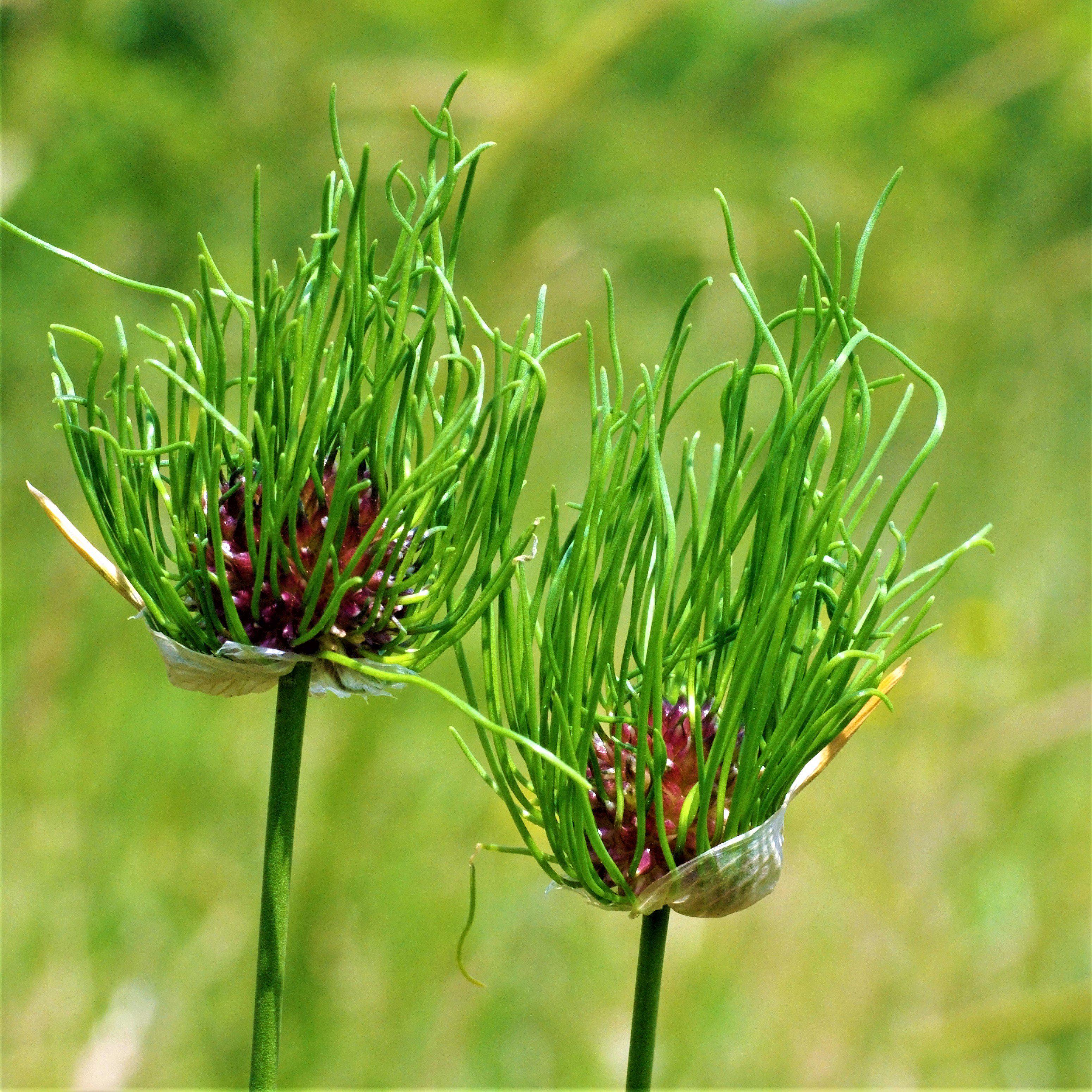 Allium vineale