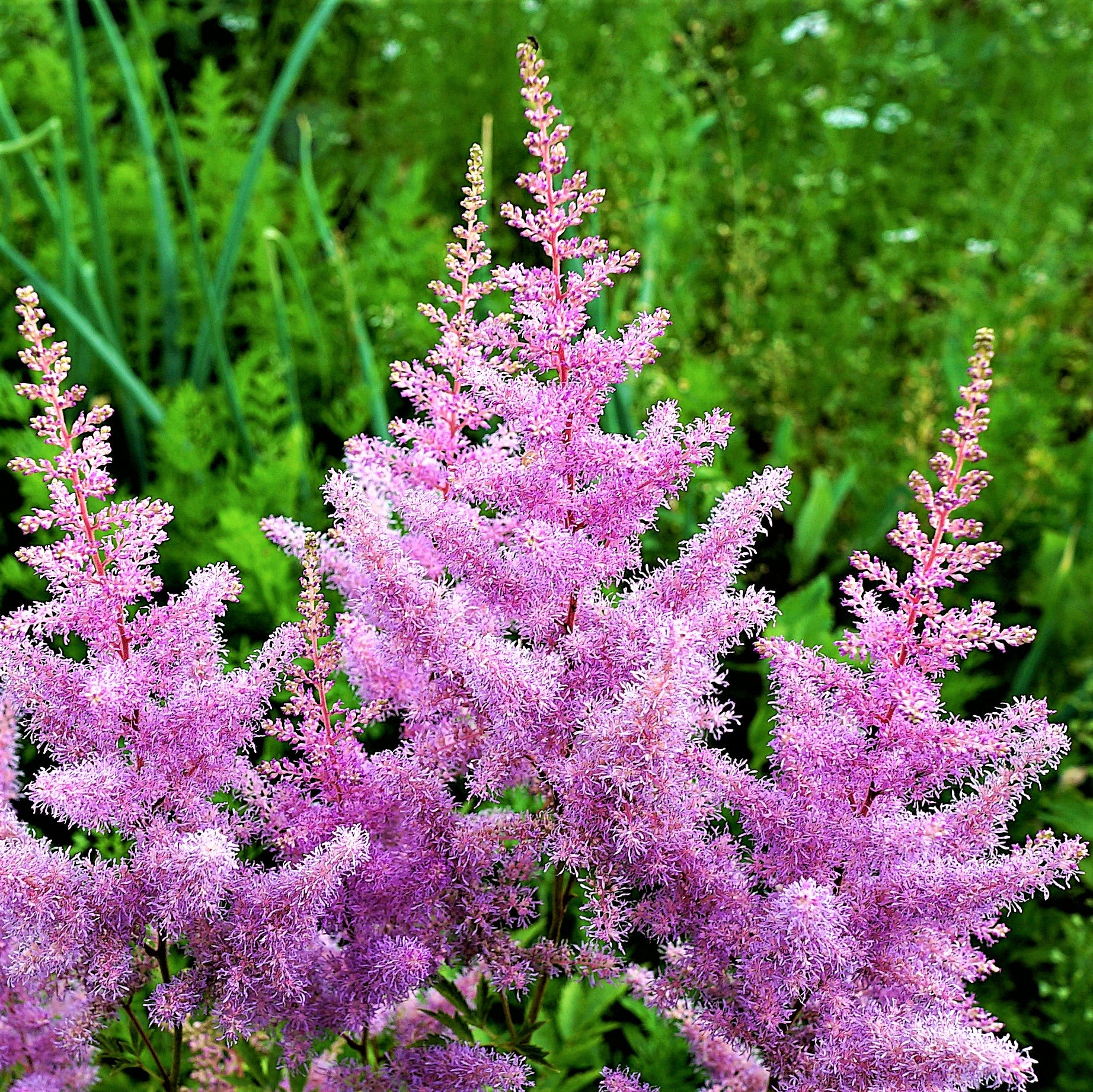 amethyst flower