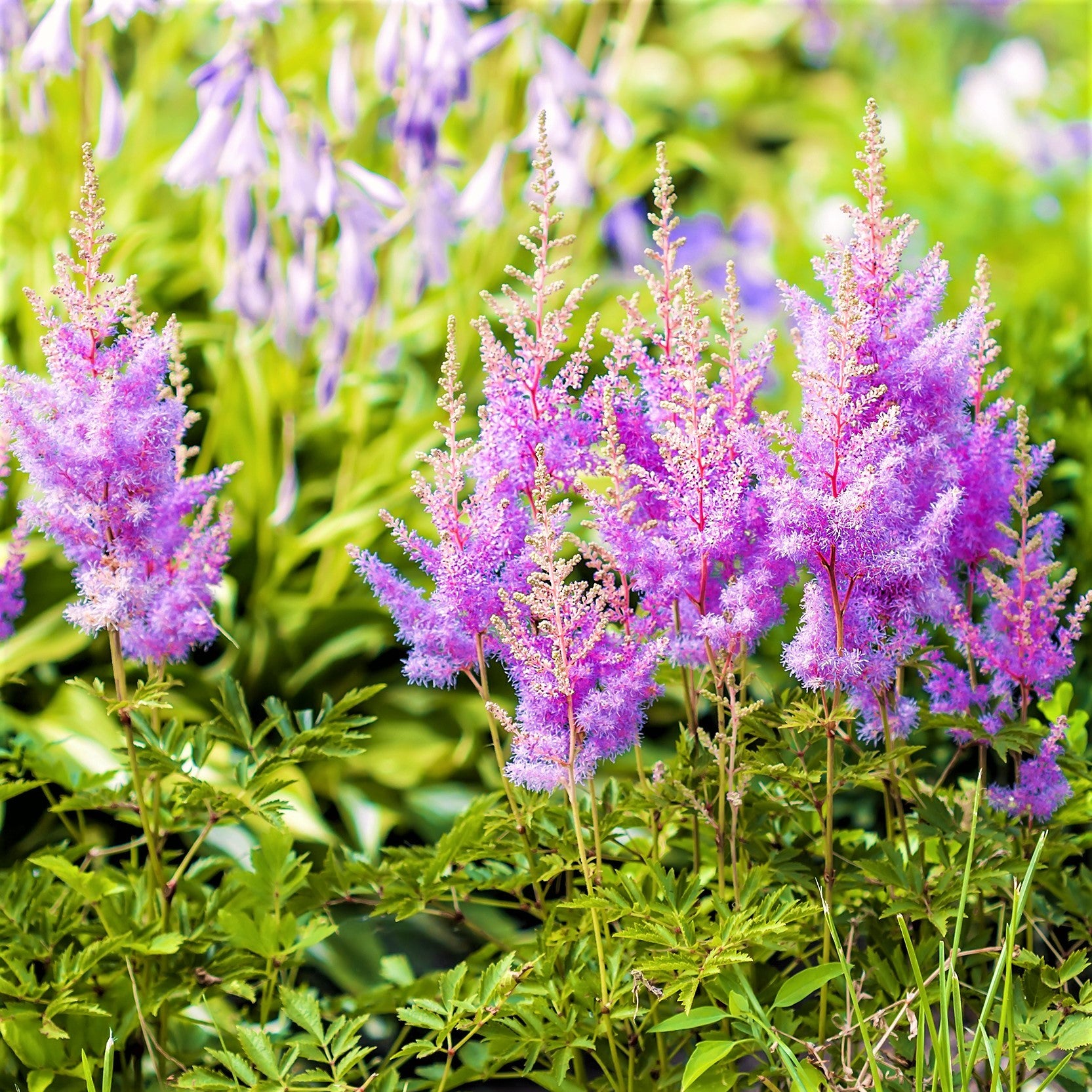 Astilbe Amethyst Plant | Feather Flower | False Spirea ...