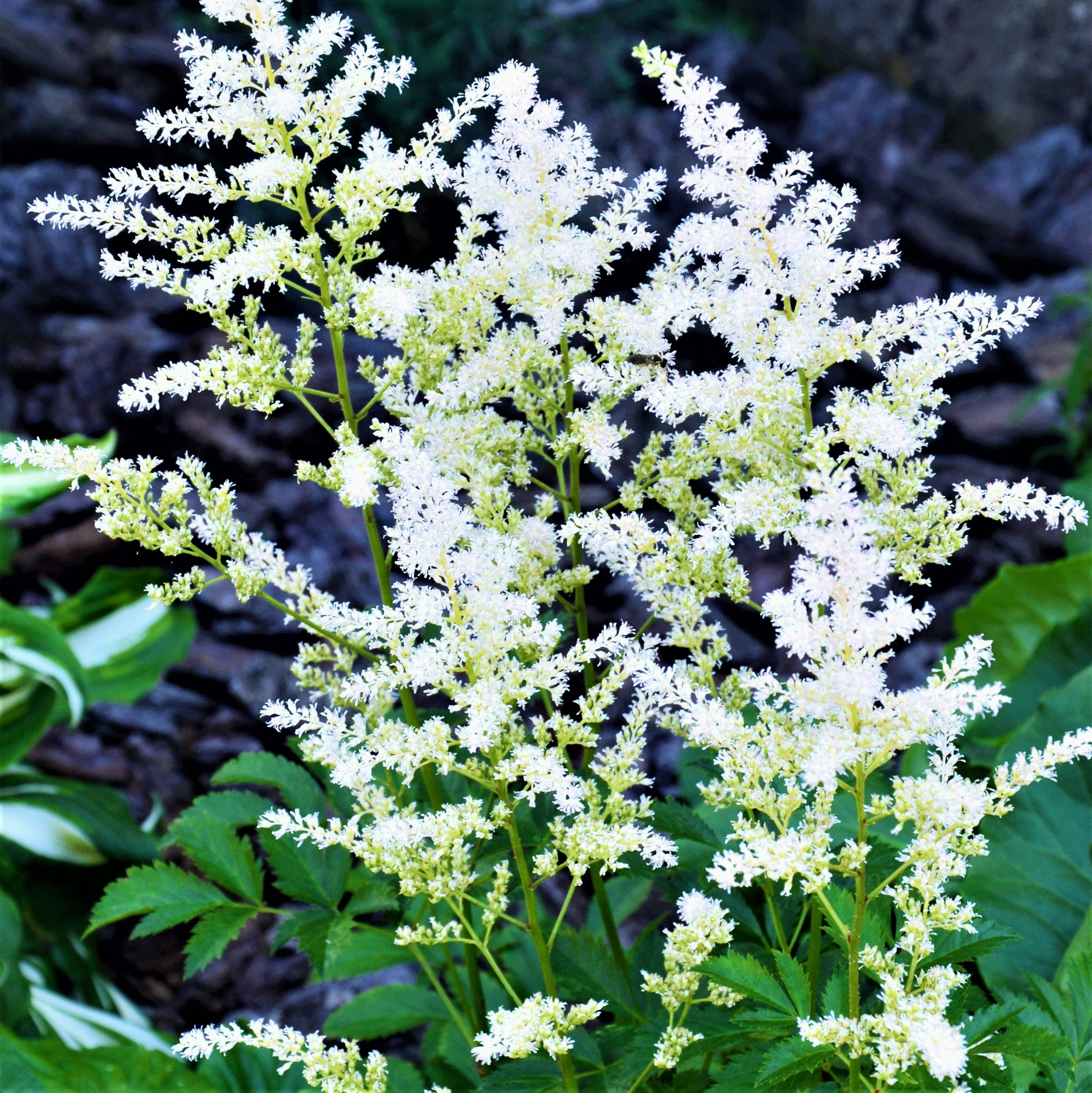 Bridal Veil Astilbe Plant Shefalitayal