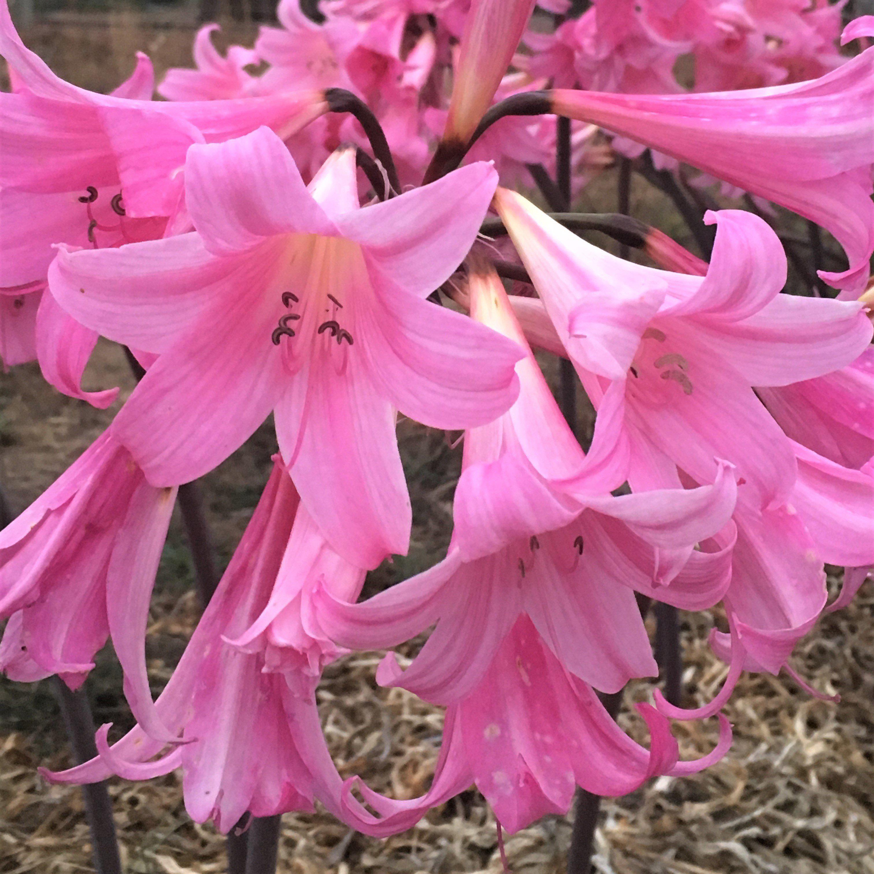 Pink Belladonna Lily Bulbs Naked Ladies Bulbs Amaryllis Belladonna