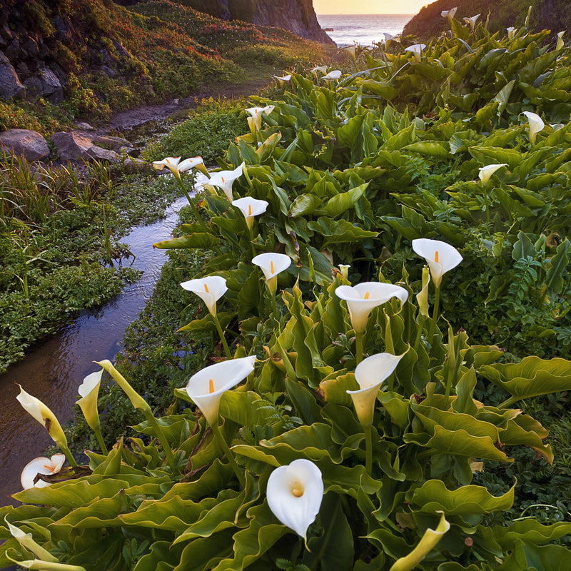 Calla Lily White Giant | Zantedeschia Aethiopica Bulbs | Giant White ...