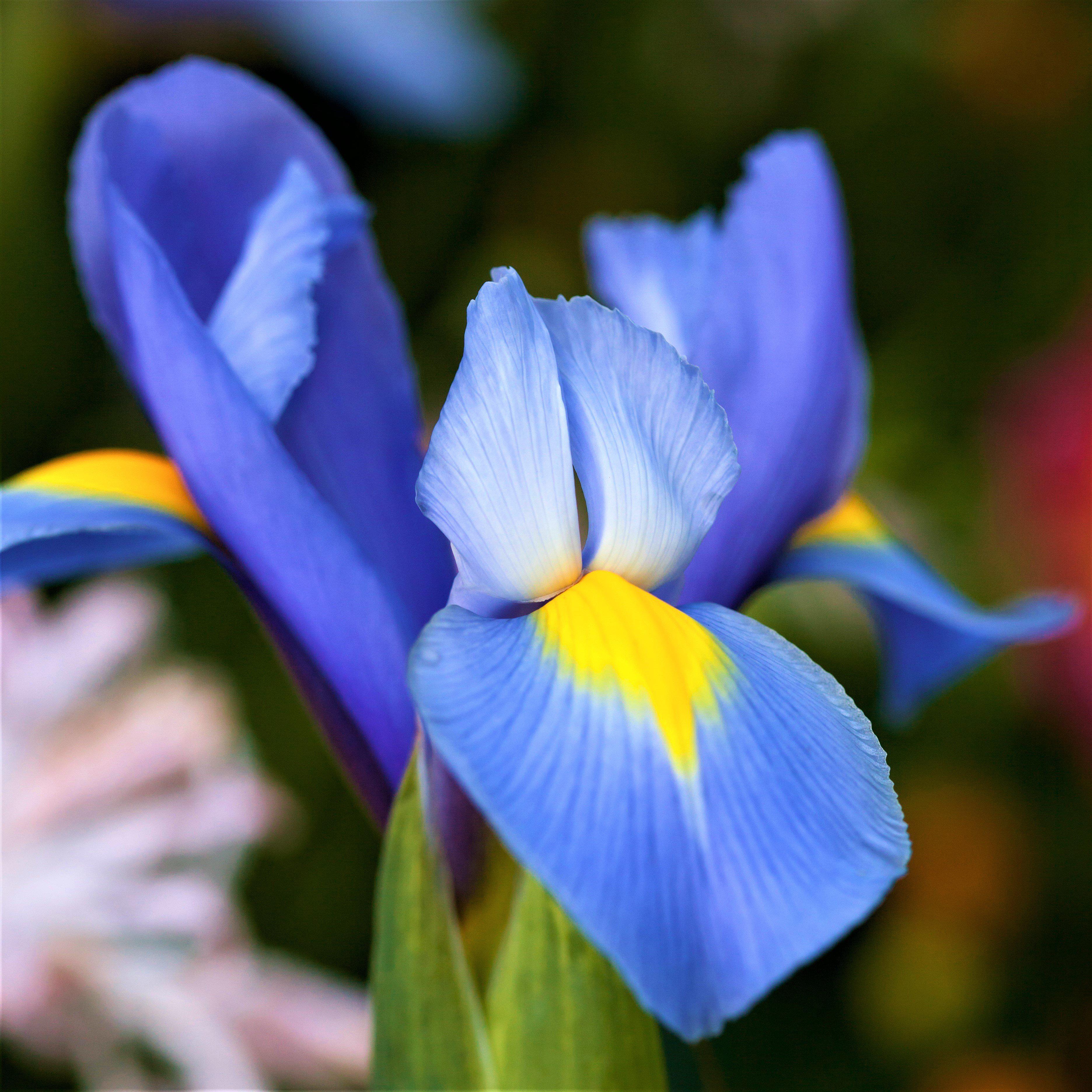 Fragrant Dutch Iris Bulbs For Sale Online | Blue Diamond – Easy To Grow ...