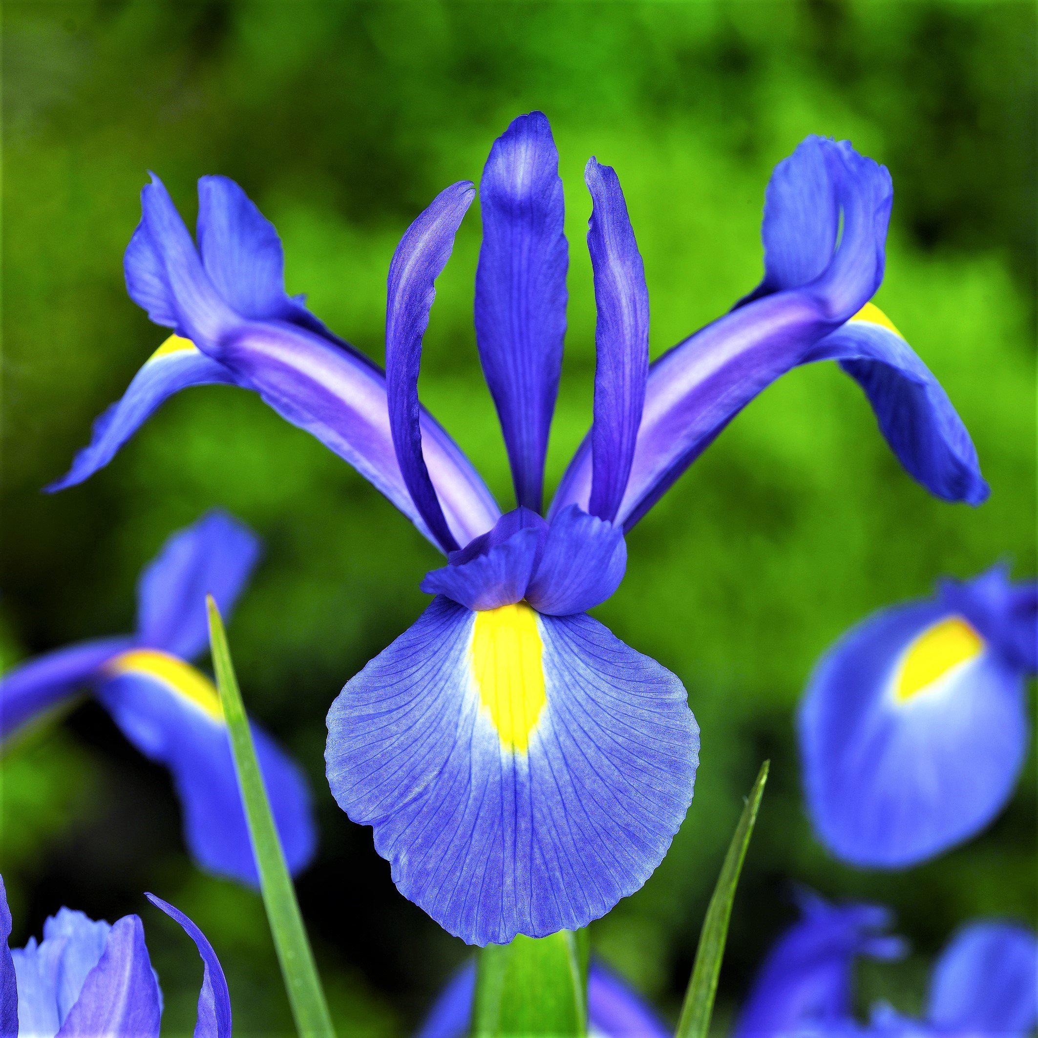 Dutch Iris Blue Diamond - Easy To Grow Bulbs