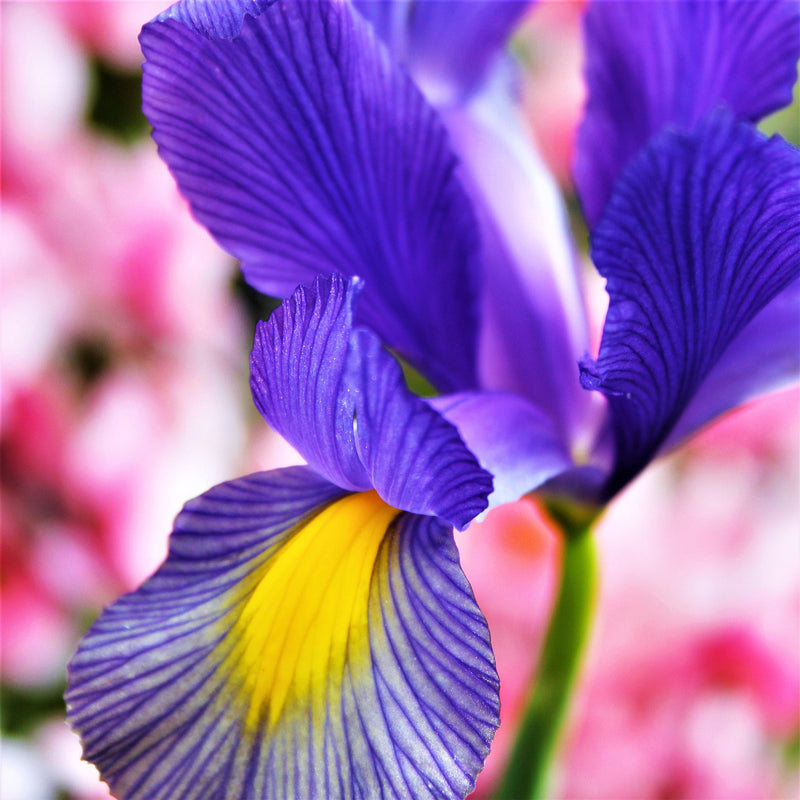 Dutch Iris Mystic Beauty – Easy To Grow Bulbs